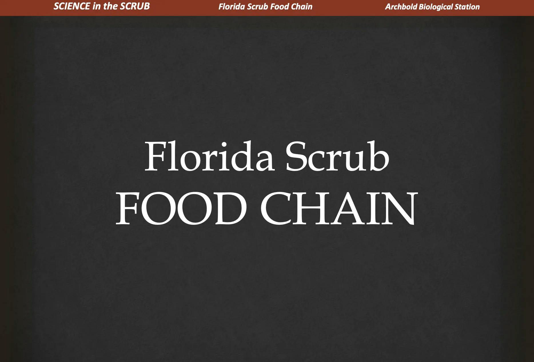 Food Chain Slideshow
