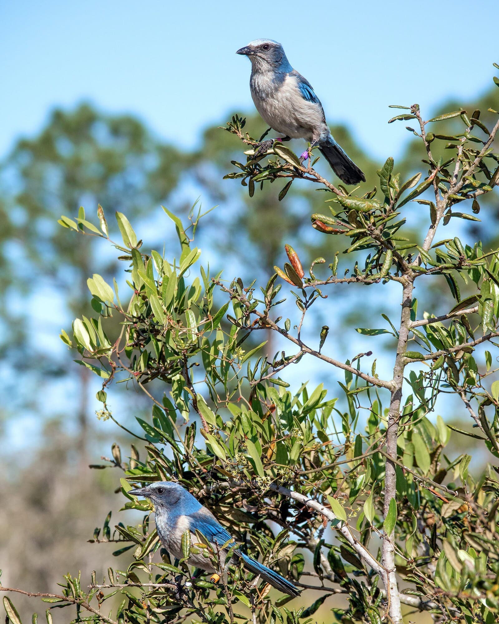 Pair of Florida Scrub-Jays (c) James Rodgers