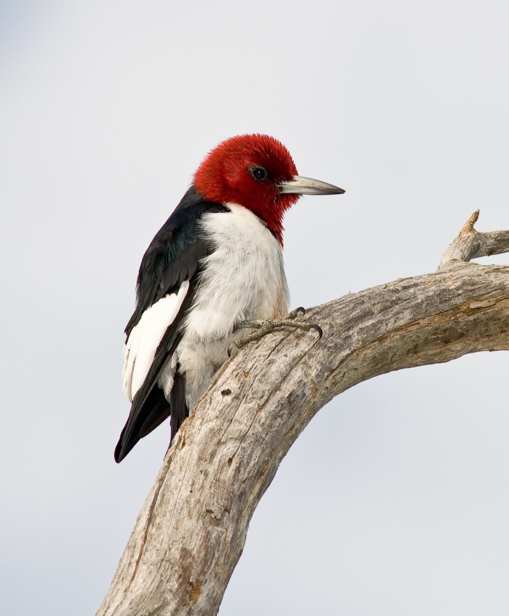 woodpecker