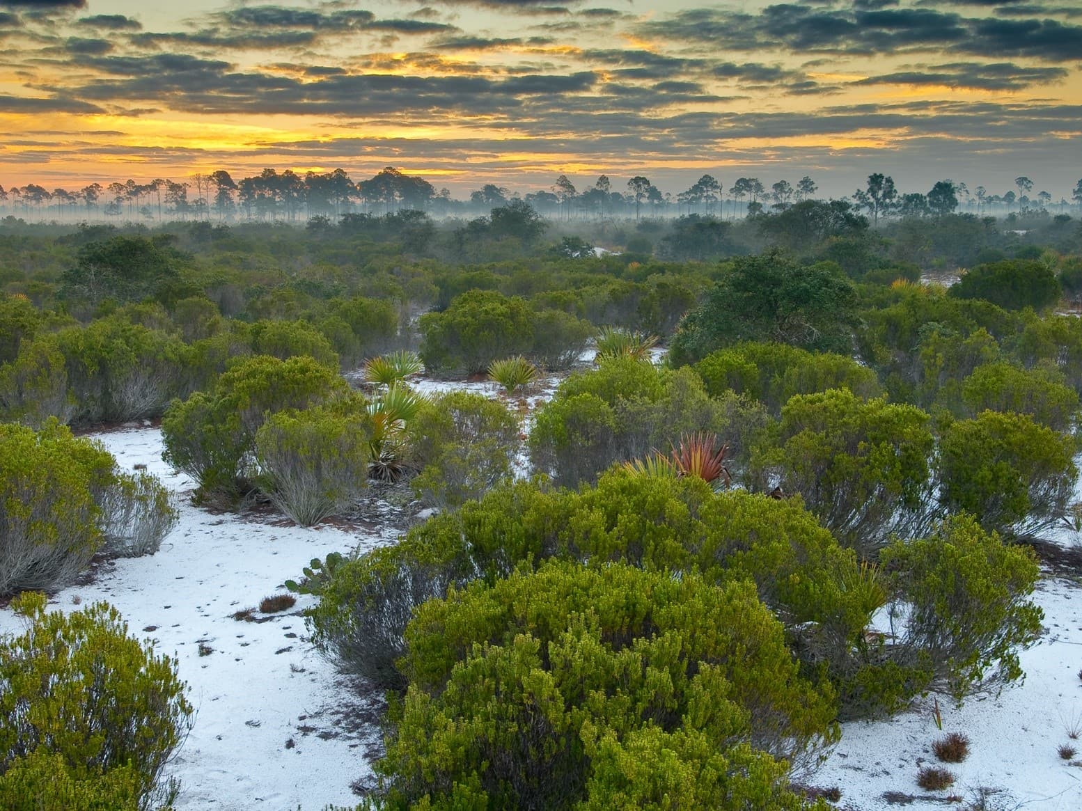 rosemary at dawn