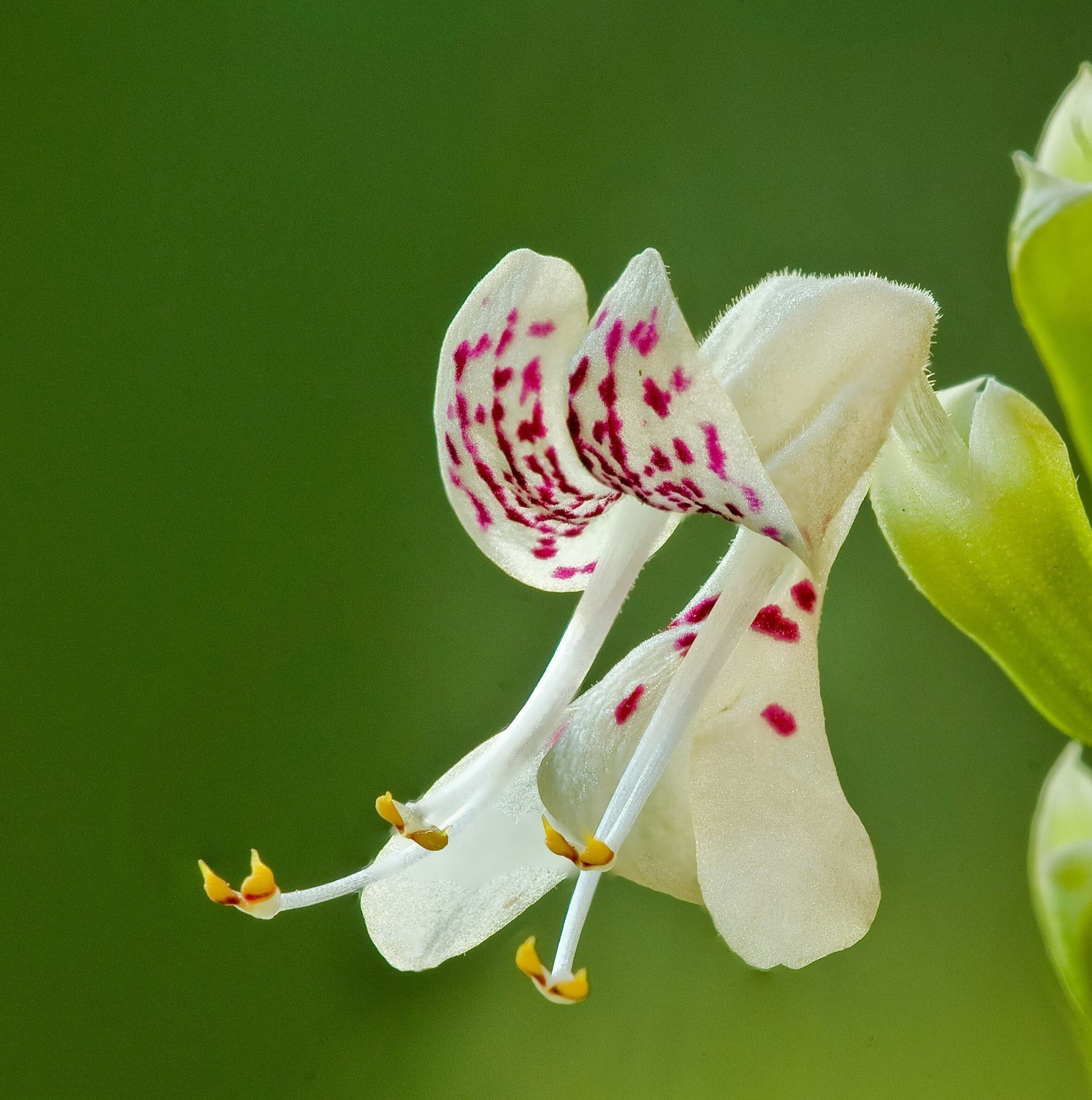 dicerandra christmanii reed bowman cropped rb