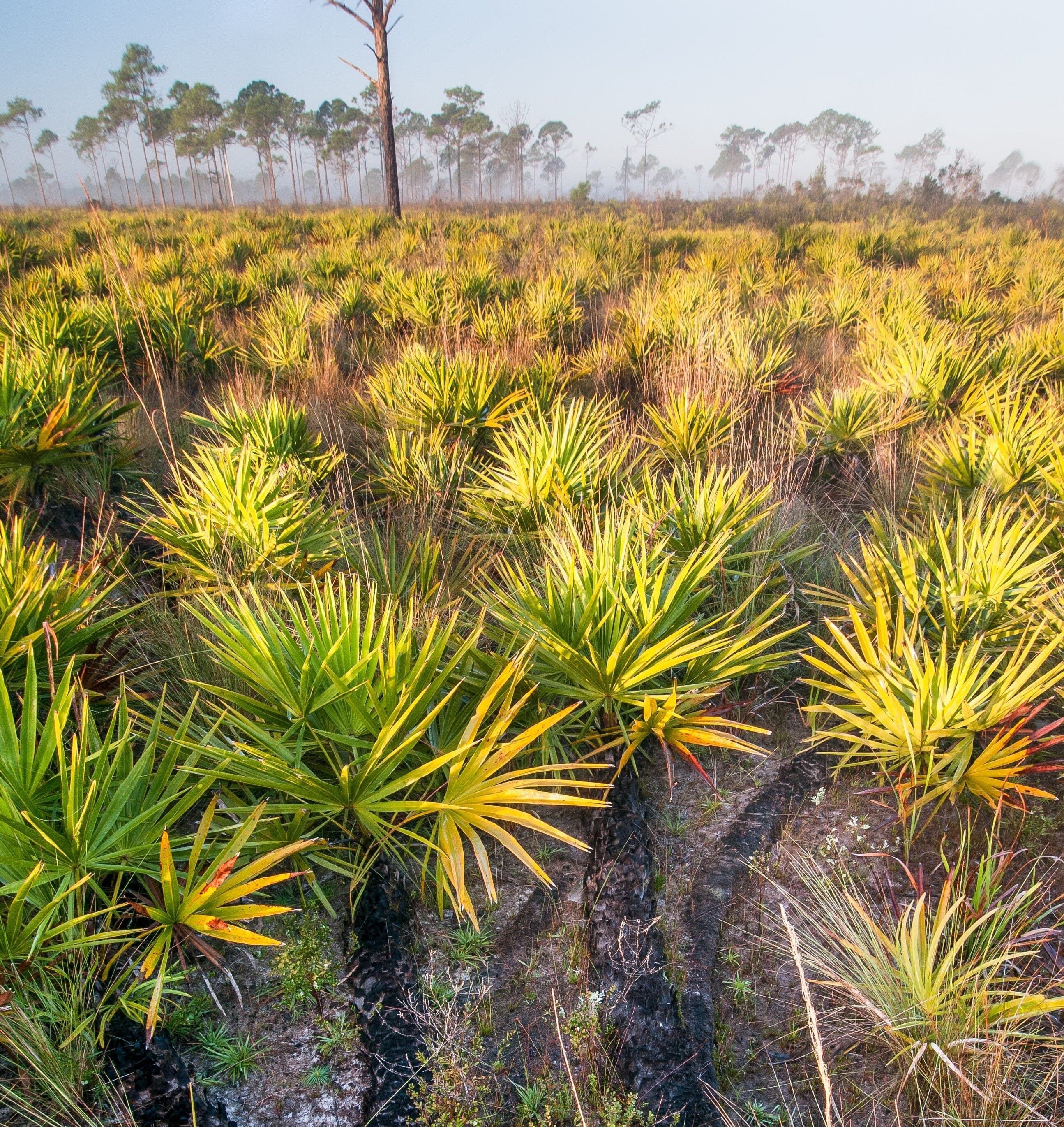 Palmettos