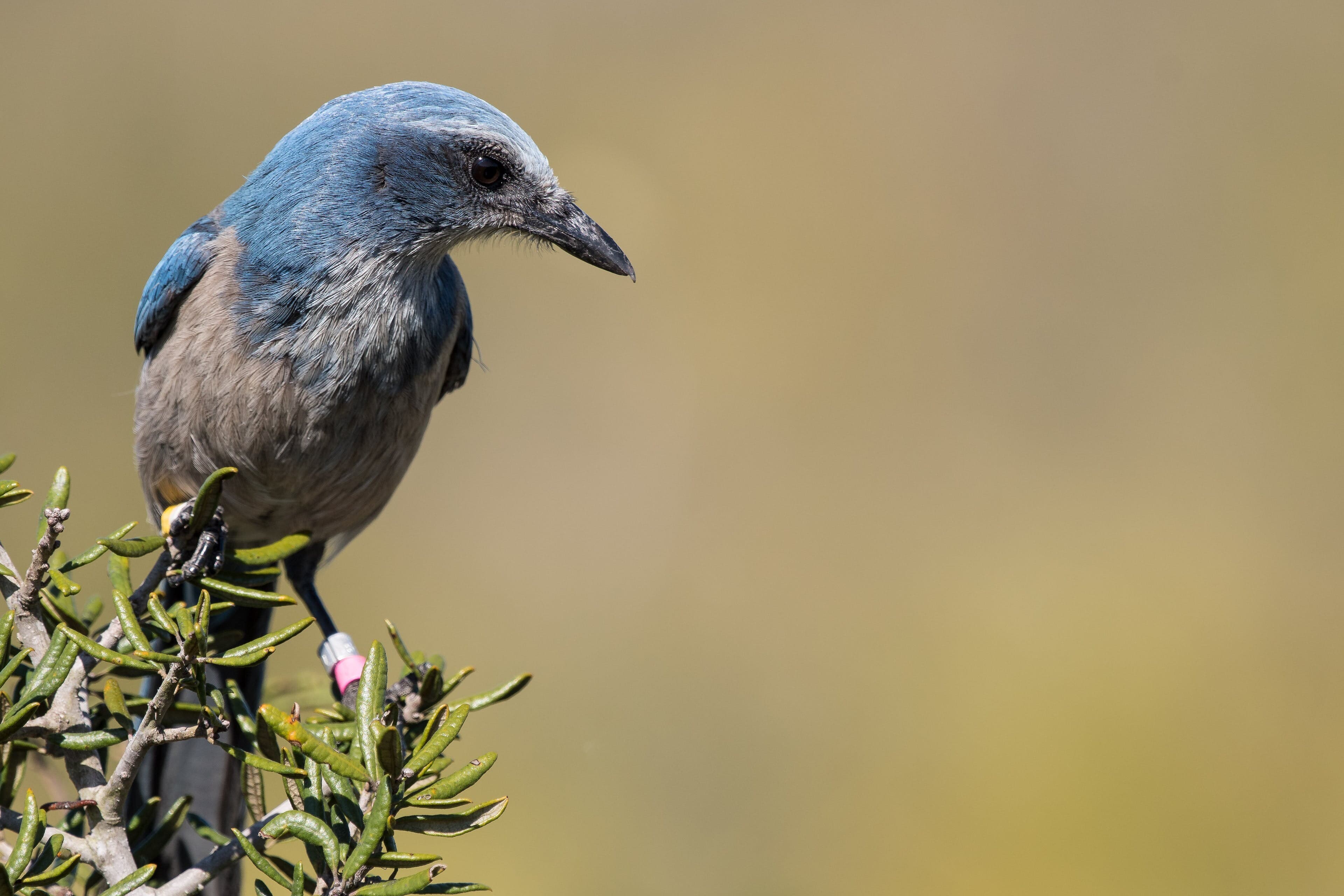 Long-term Florida Scrub-jay monitoring