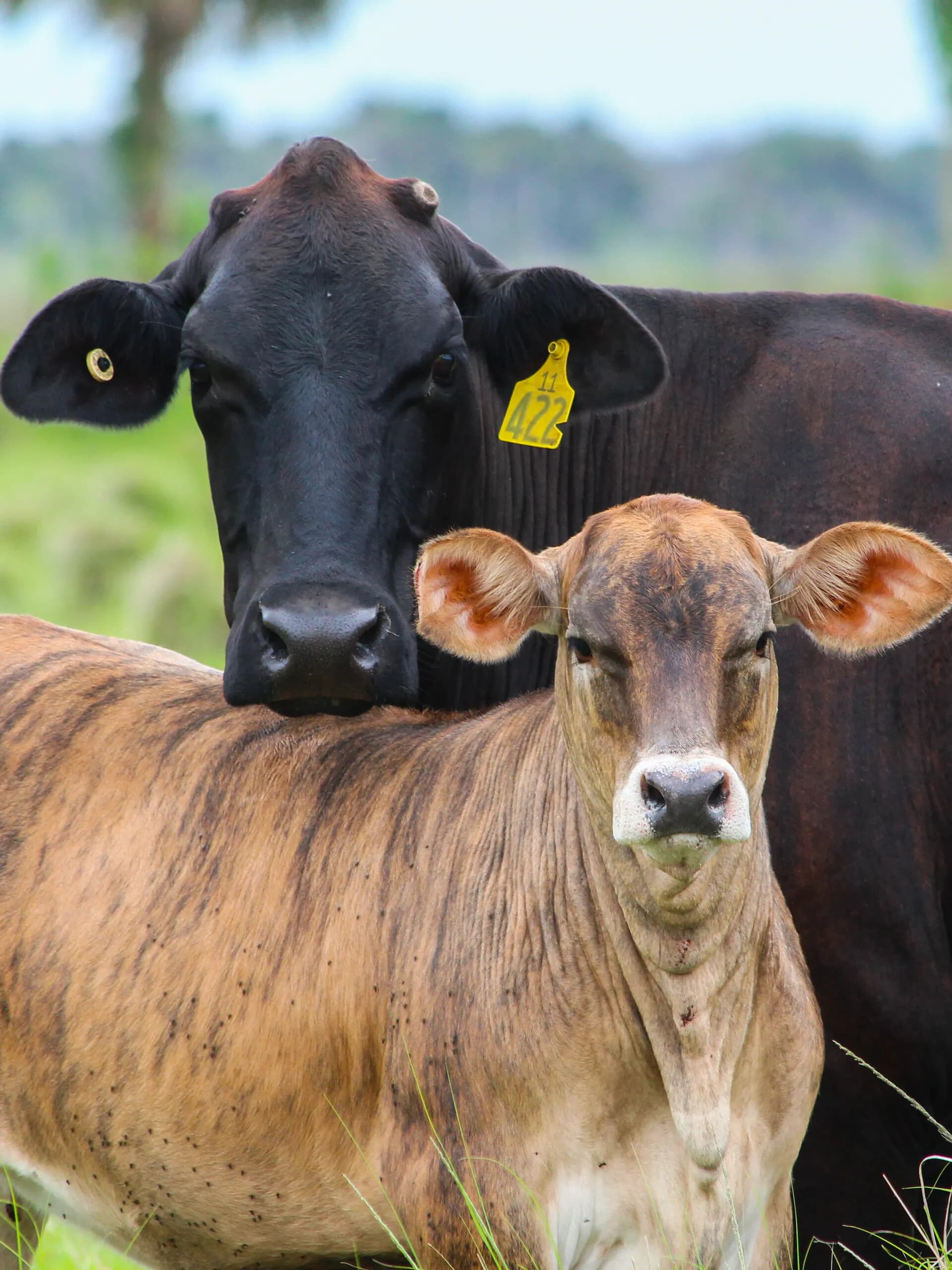 cattle at ranch cropped HL