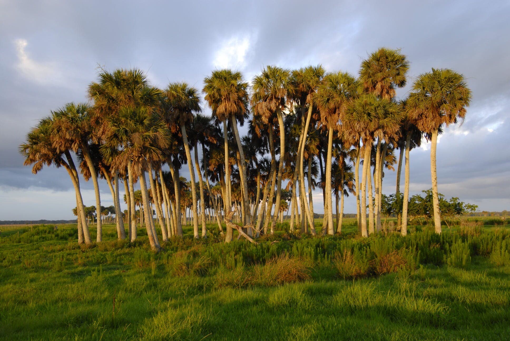 Buck Island Ranch Habitats