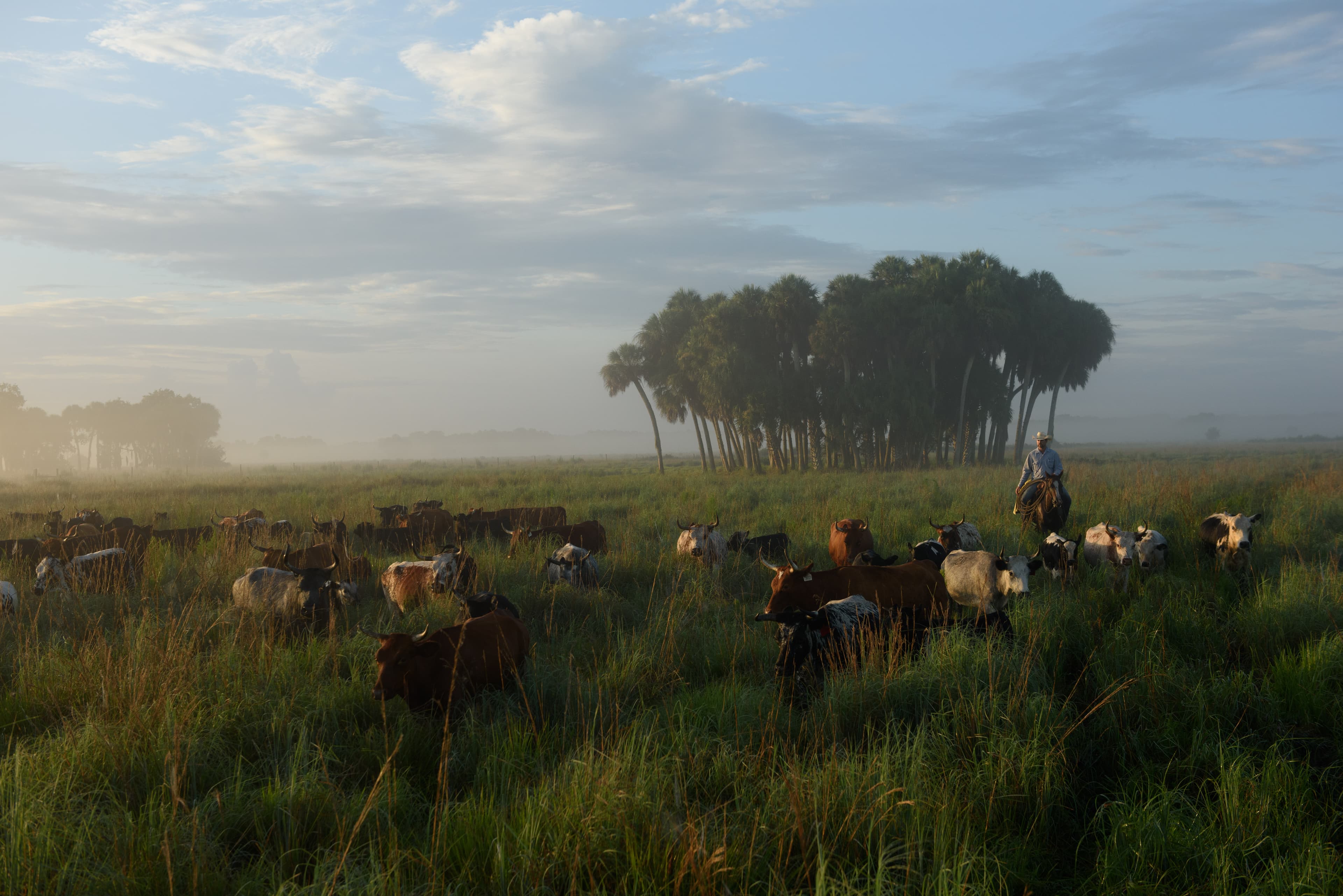 Cows at Buck Island Ranch
