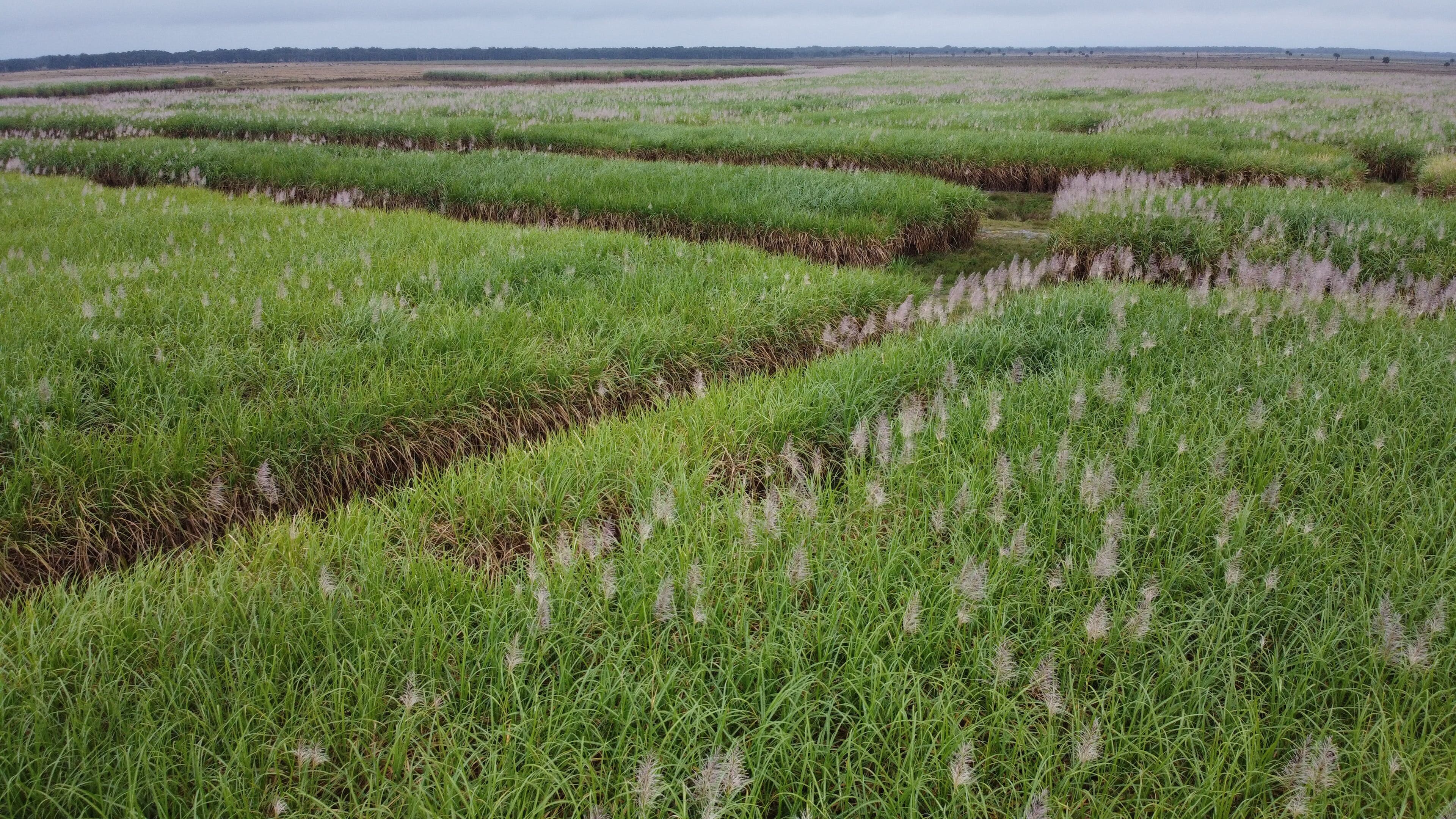 Sugarcane for bioenergy