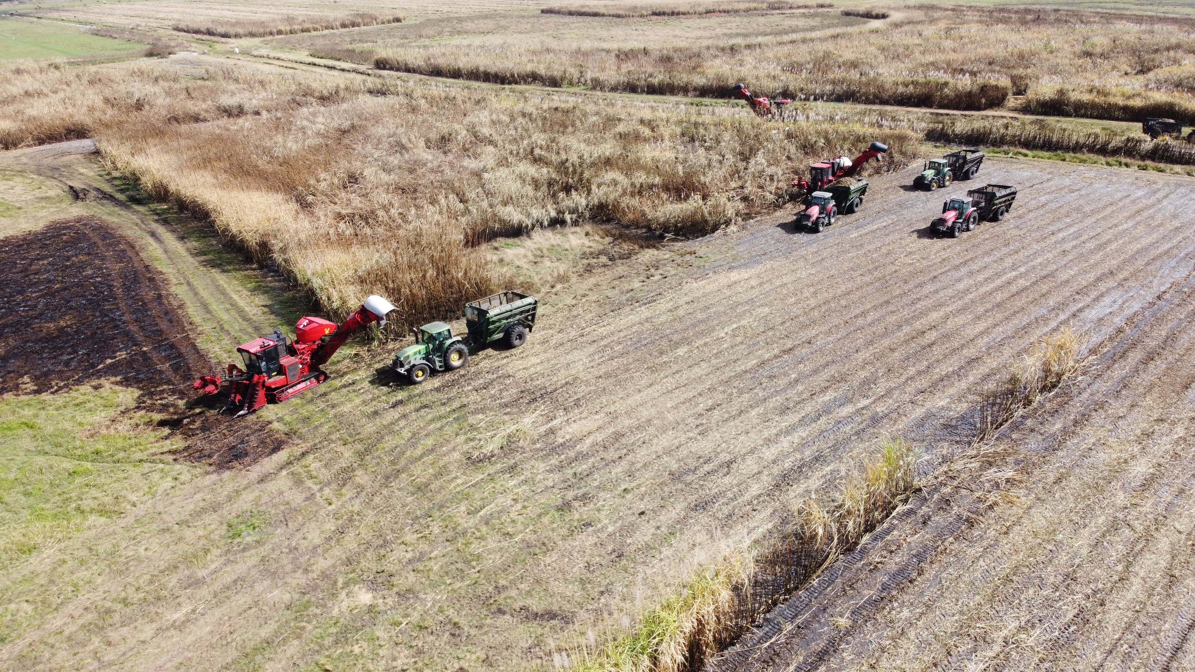 Sugarcane for bioenergy