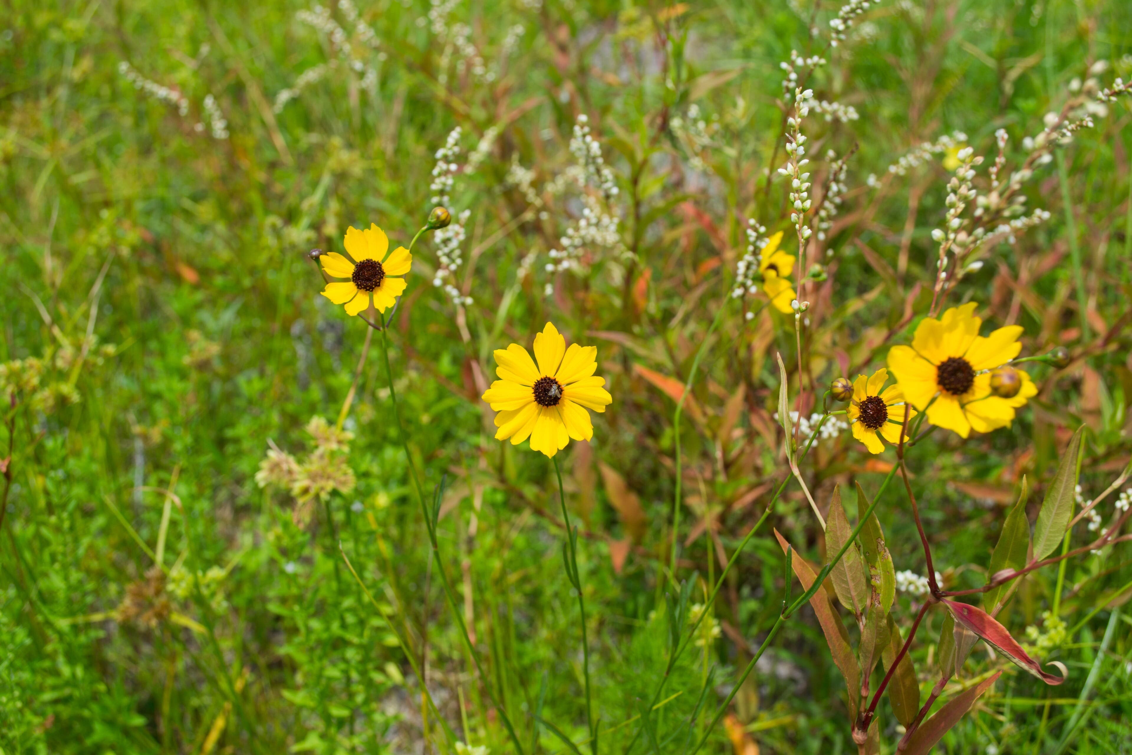 Wetland Restoration Outcomes