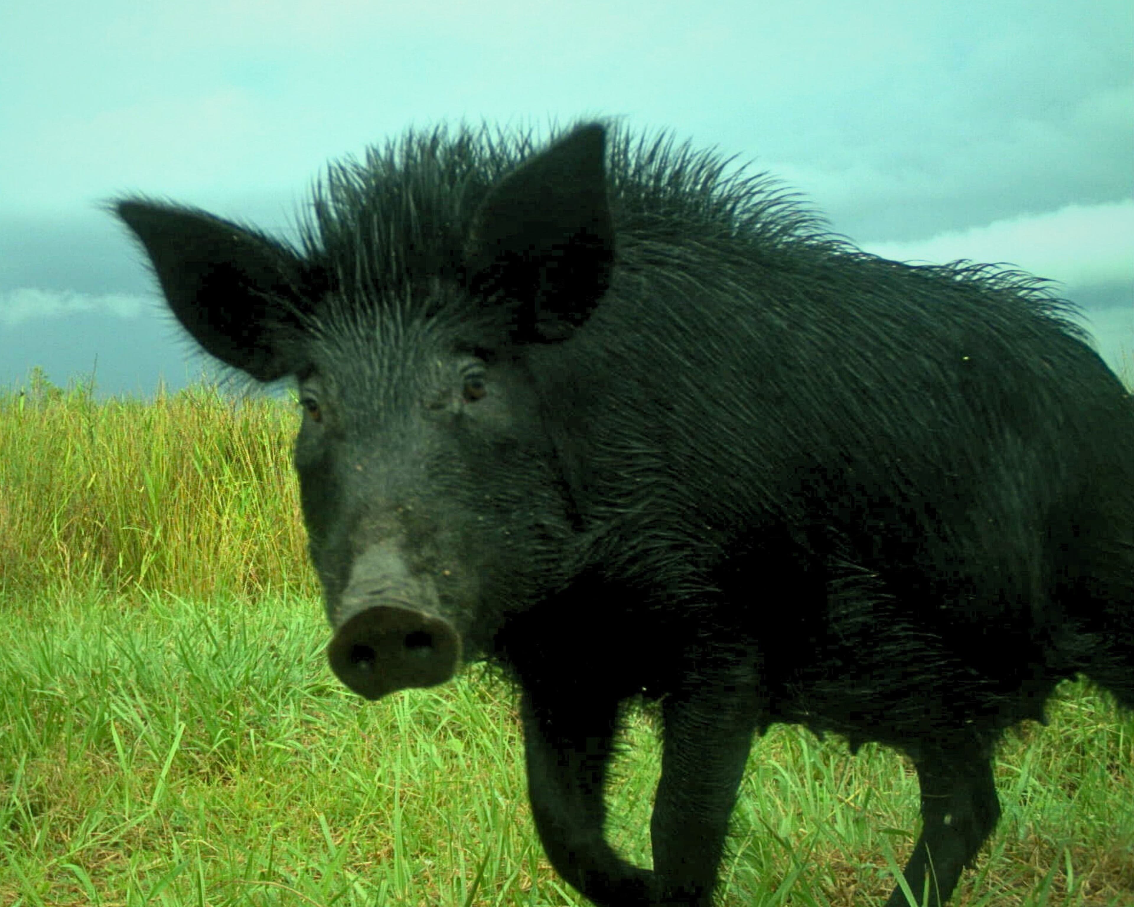 feral swine hog cor