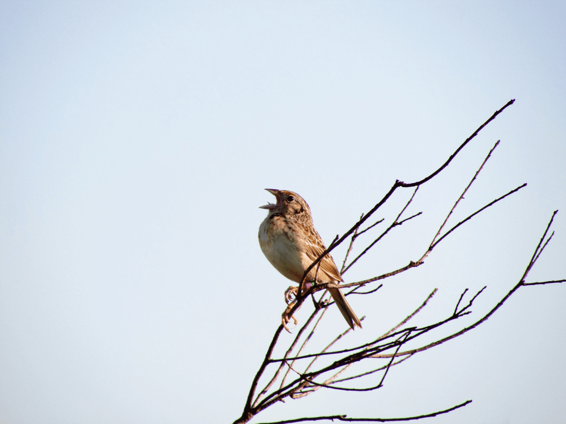 A male Florida Grasshopper Sparrow sings its buzzing song.