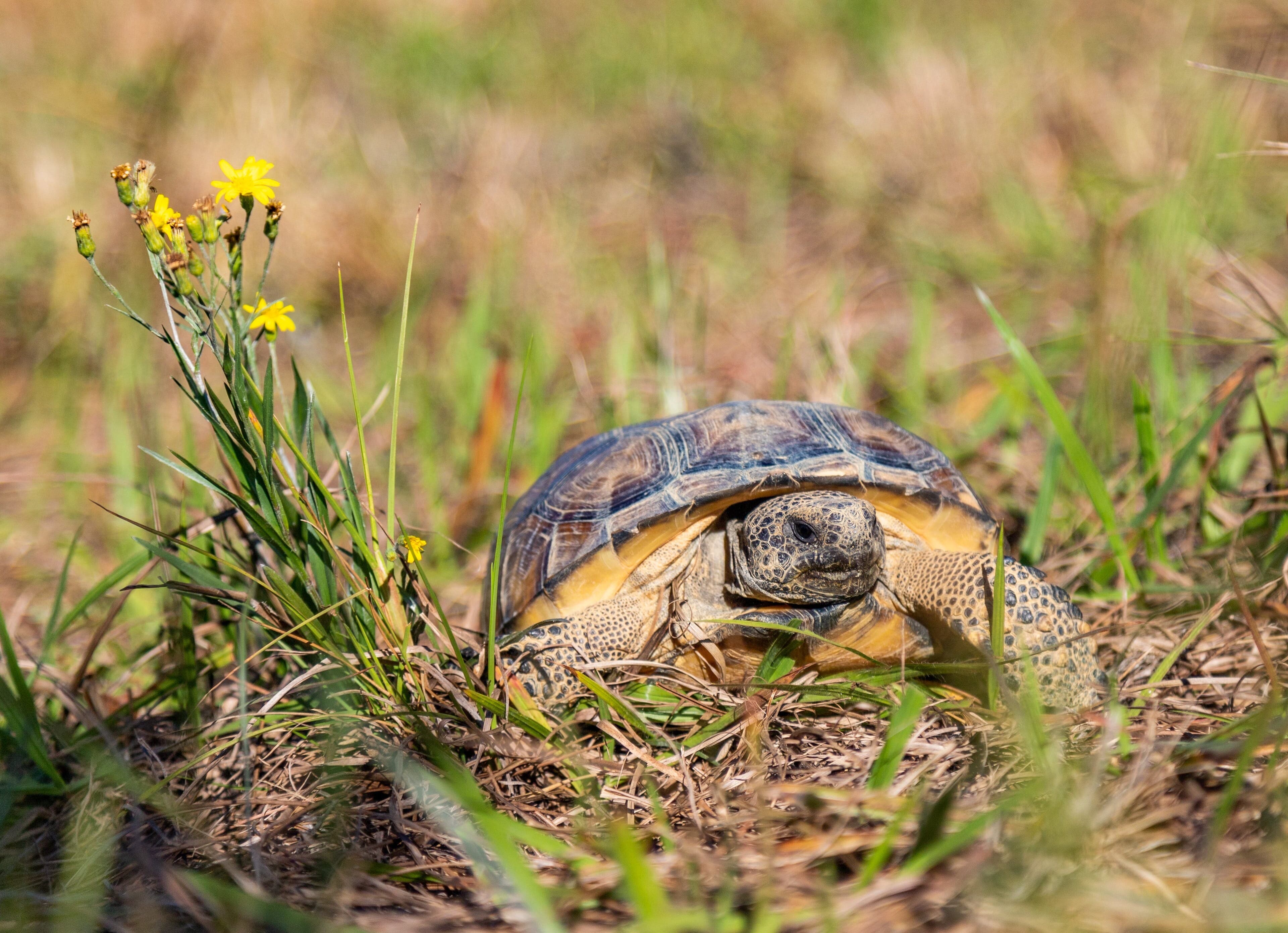Tortoise