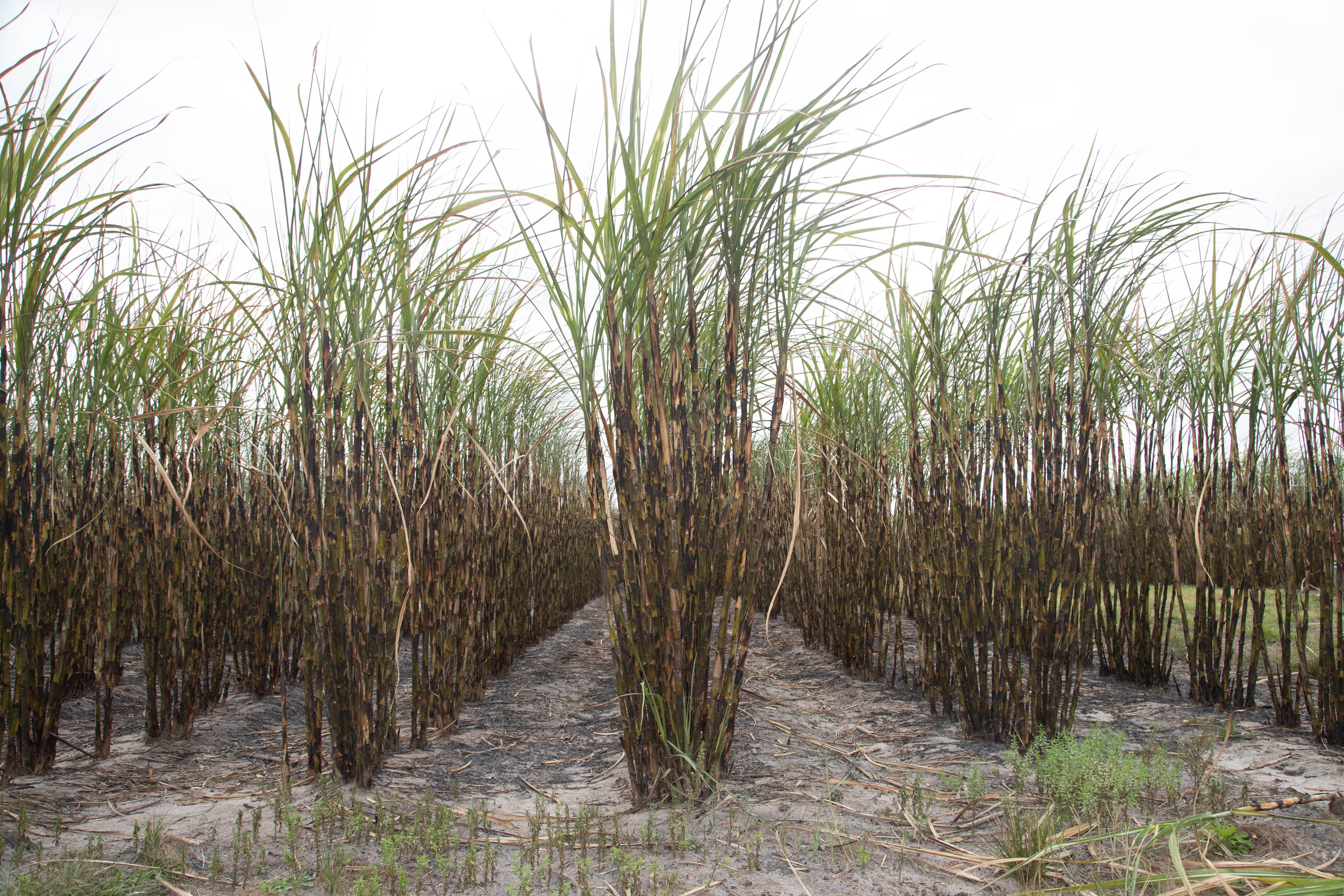 Sugarcane for bioenergy