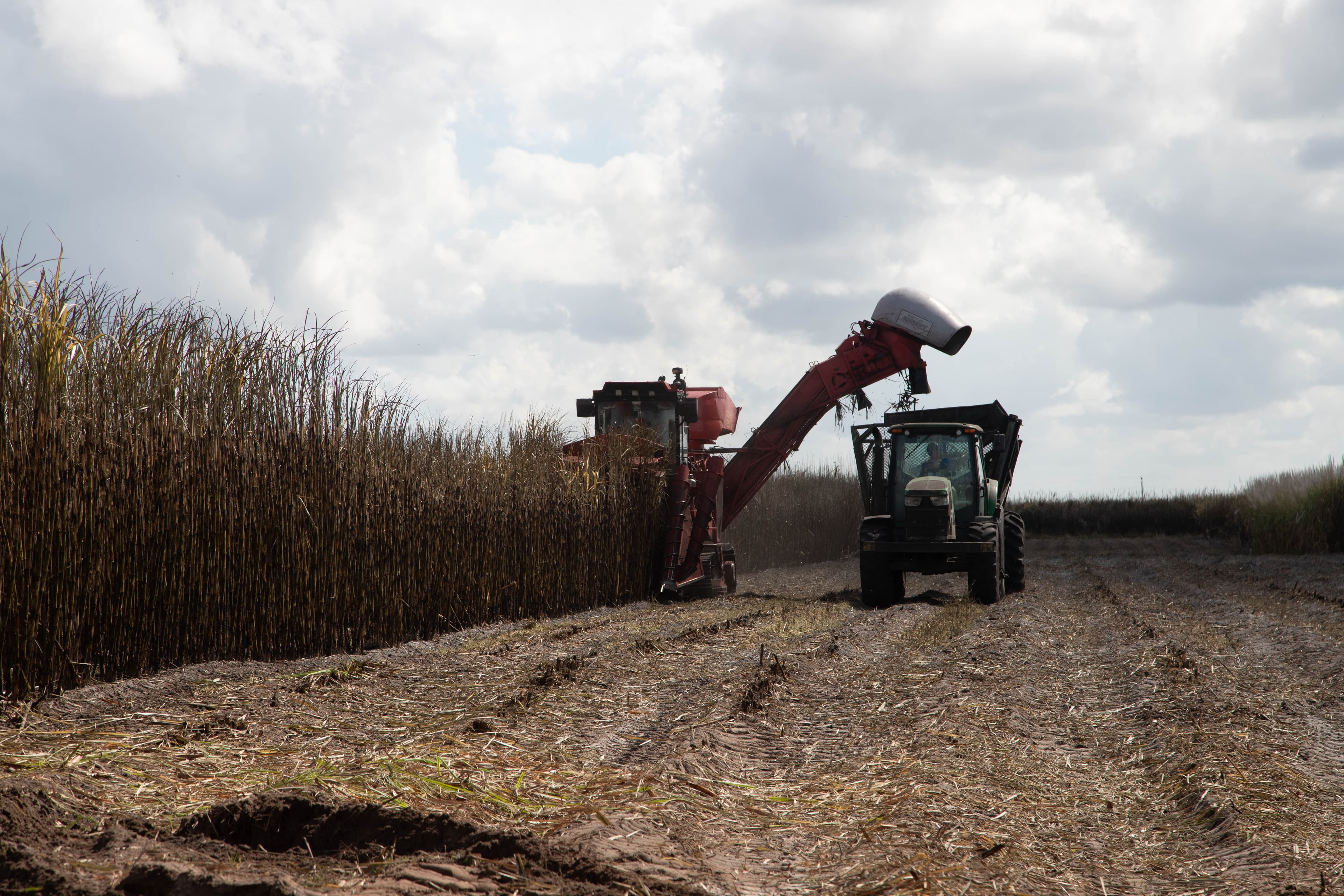 Sugarcane for bioenergy