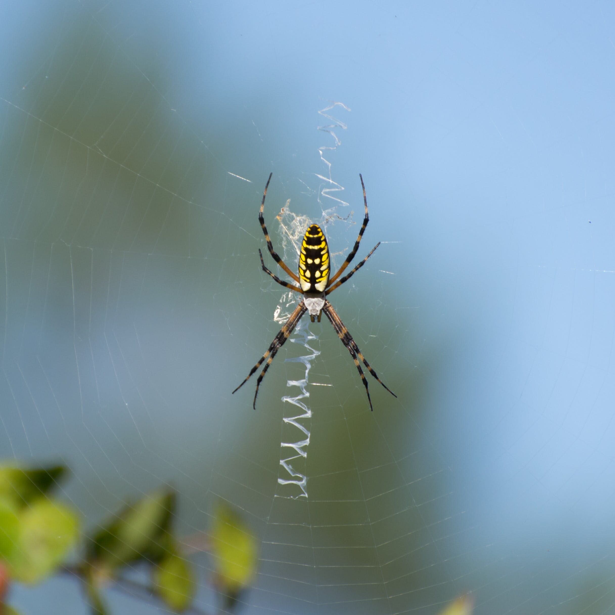 argiope square r tucker