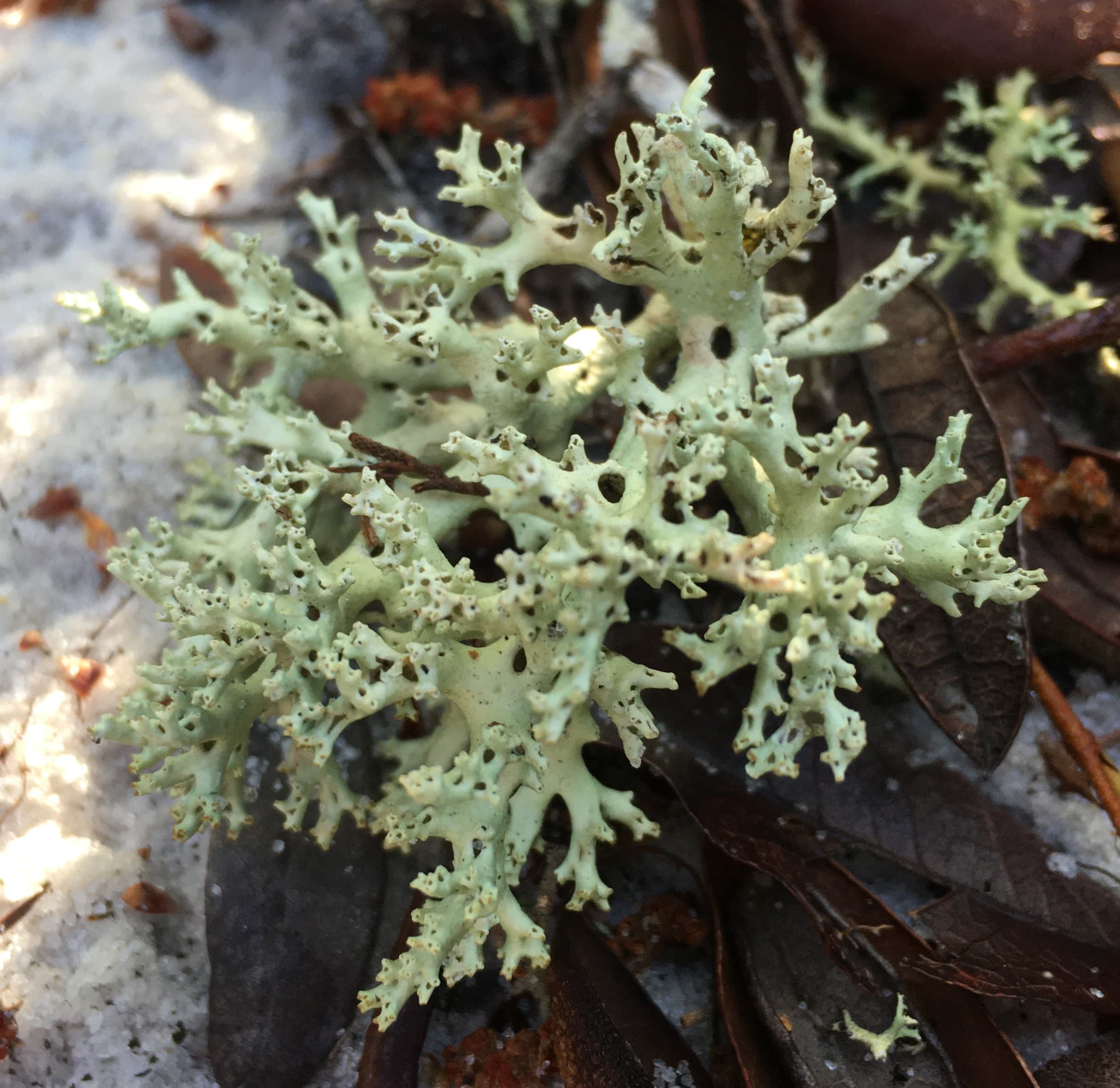 The Perforated Reindeer Lichen (Cladonia perforata), the rarest of the Florida ground lichens, pictured here grownig at Archbold Biological Station at a wild population just discovered this year by intern Sarah Senese.