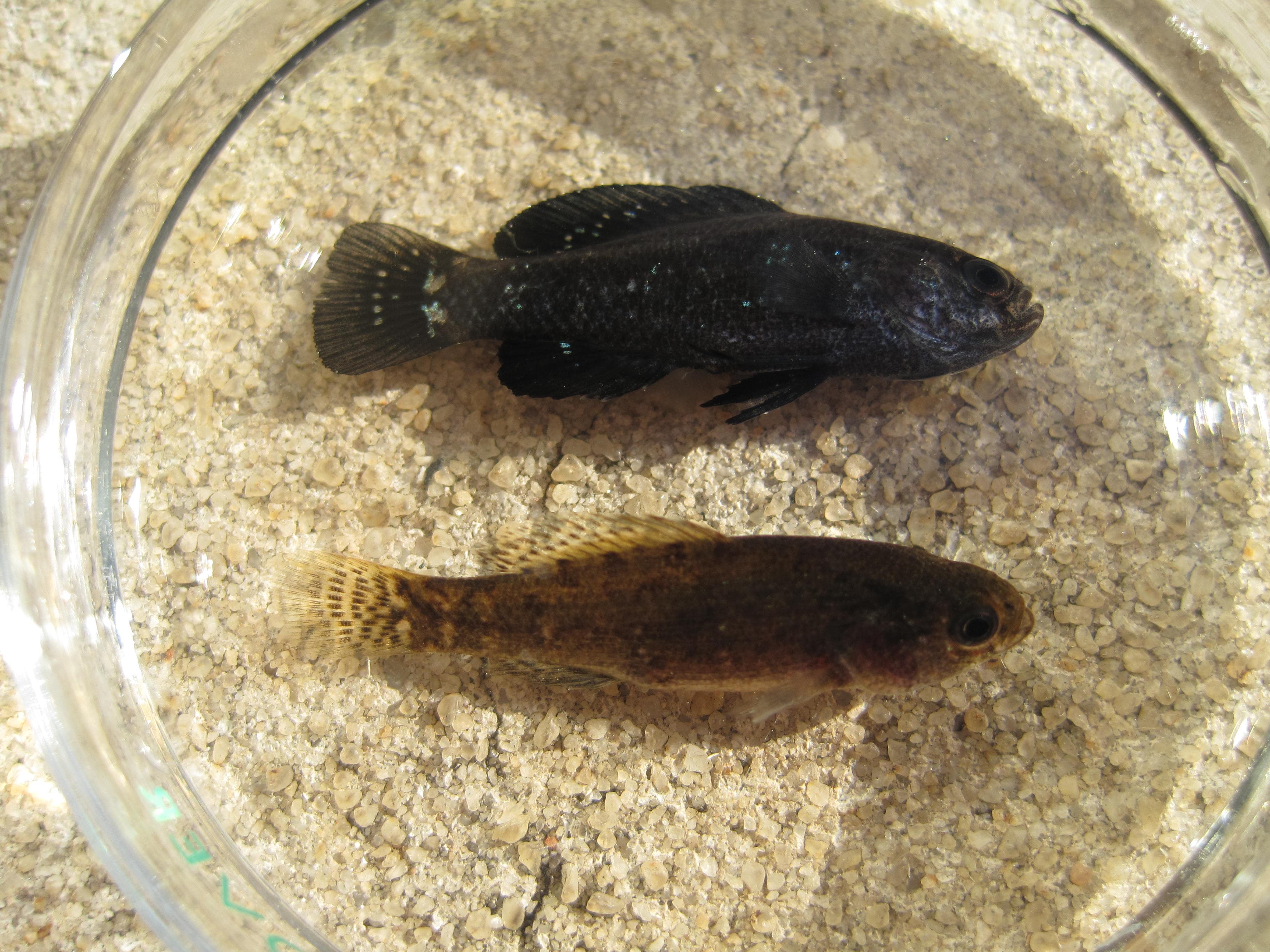 pygmy sunfish pair