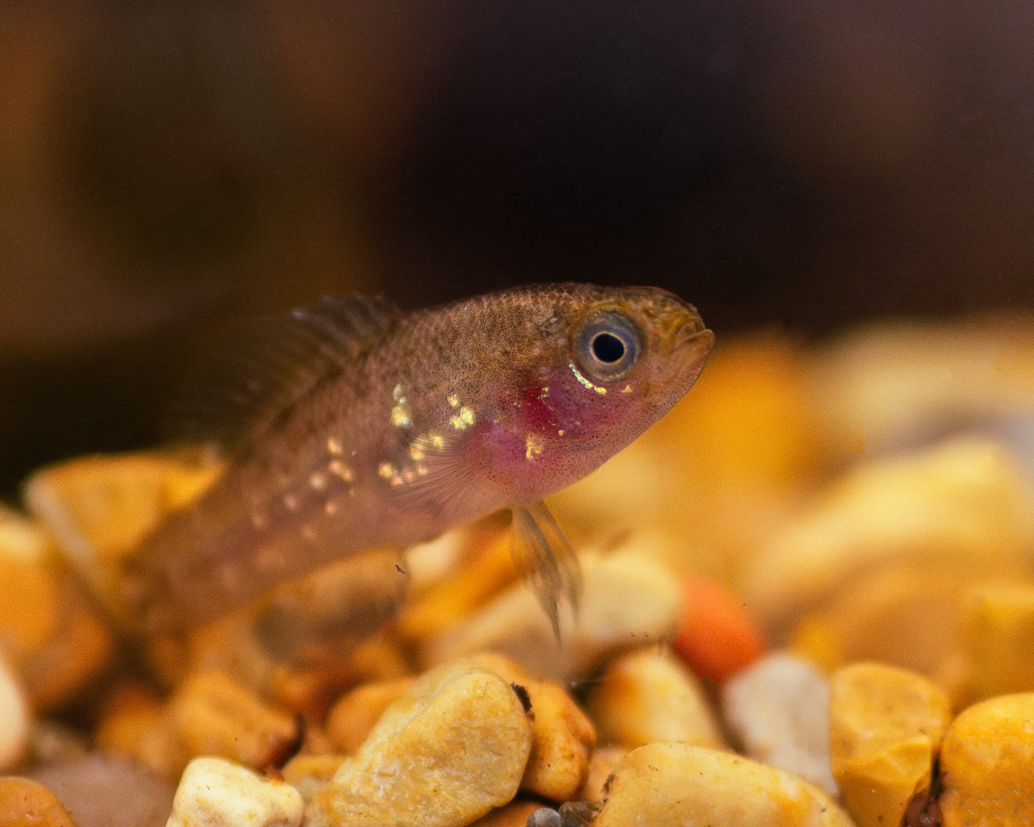 pygmy sunfish