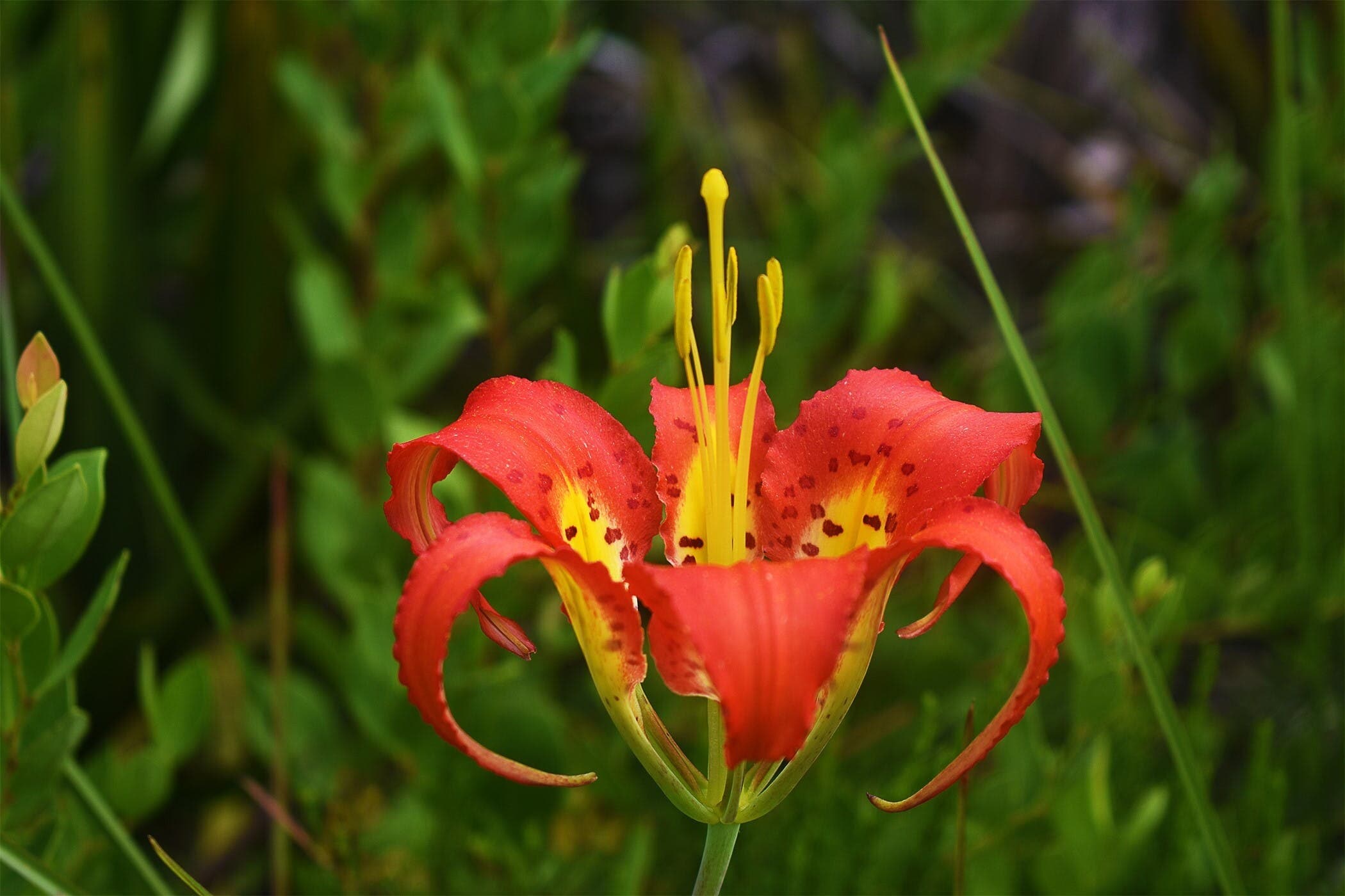 Pine Lily or Lilium catesbaei close up