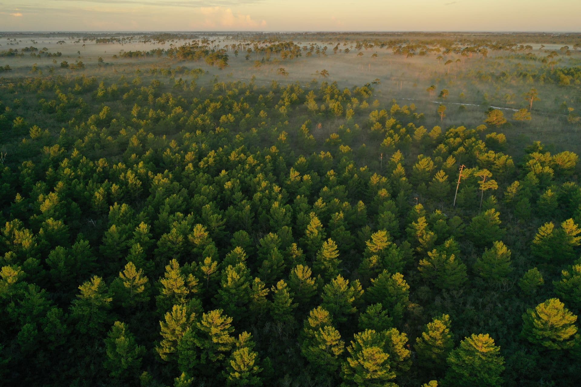 Aerial photo of Florida Scrub