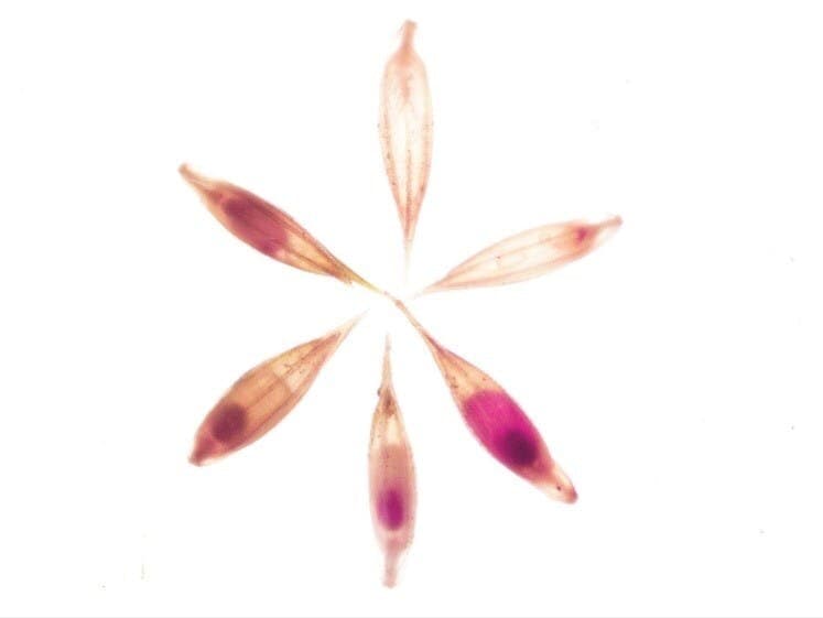 west indian marsh grass stained seeds