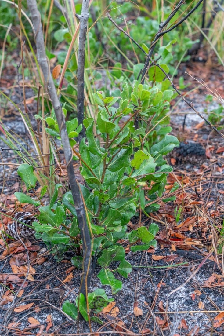oak re-sprout