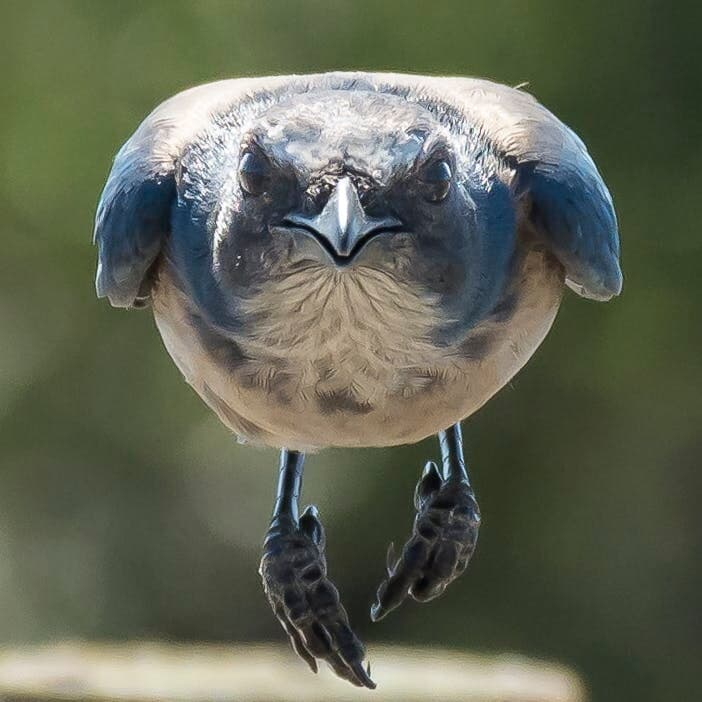 Bill Parken Scrub Jay front view 