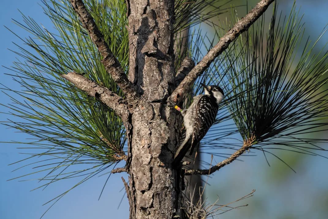 red cockaded woodpecker jen guyton avon park air force range