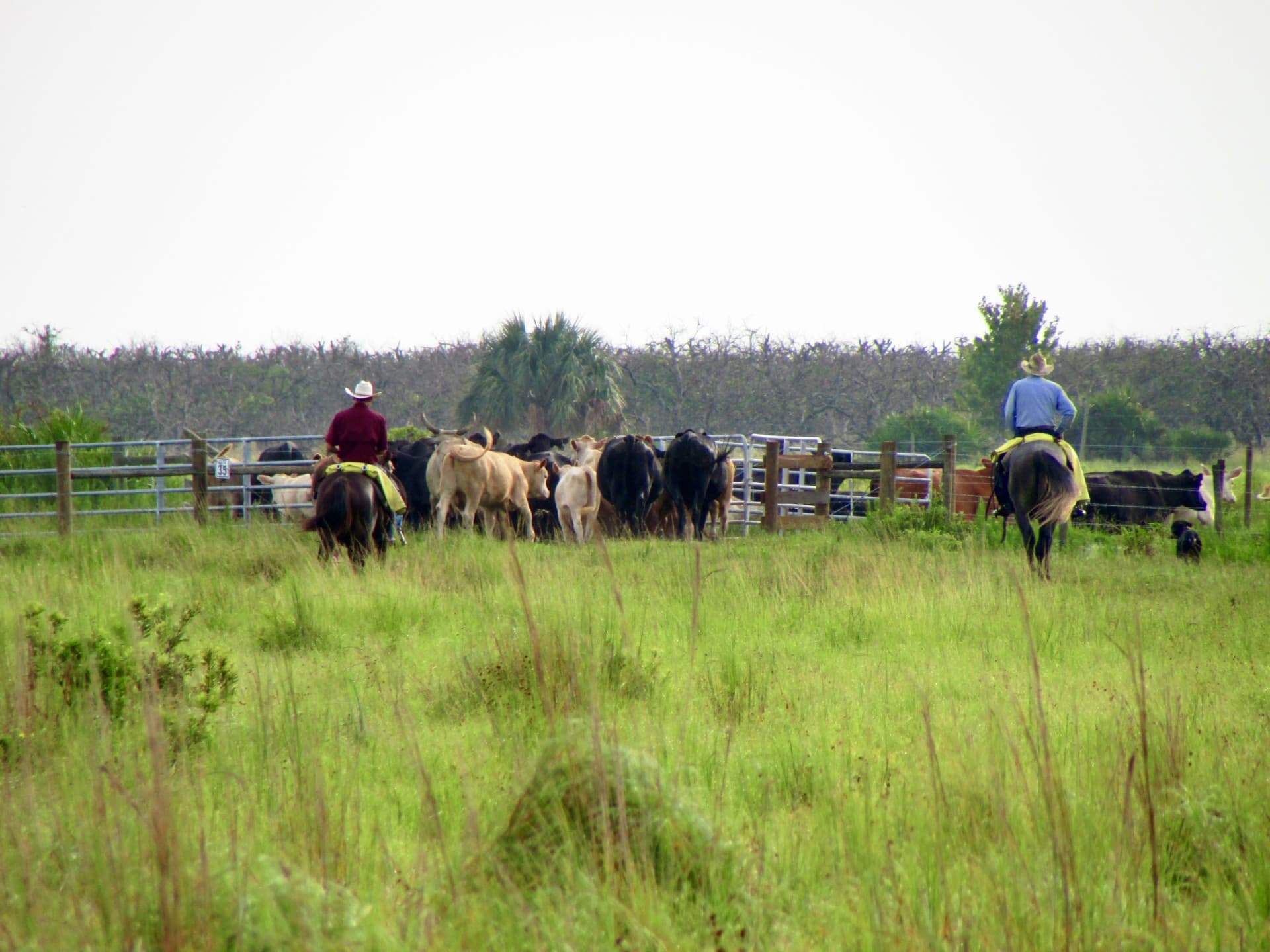 Cowboys at Deluca Preserve rounding up cattle.
