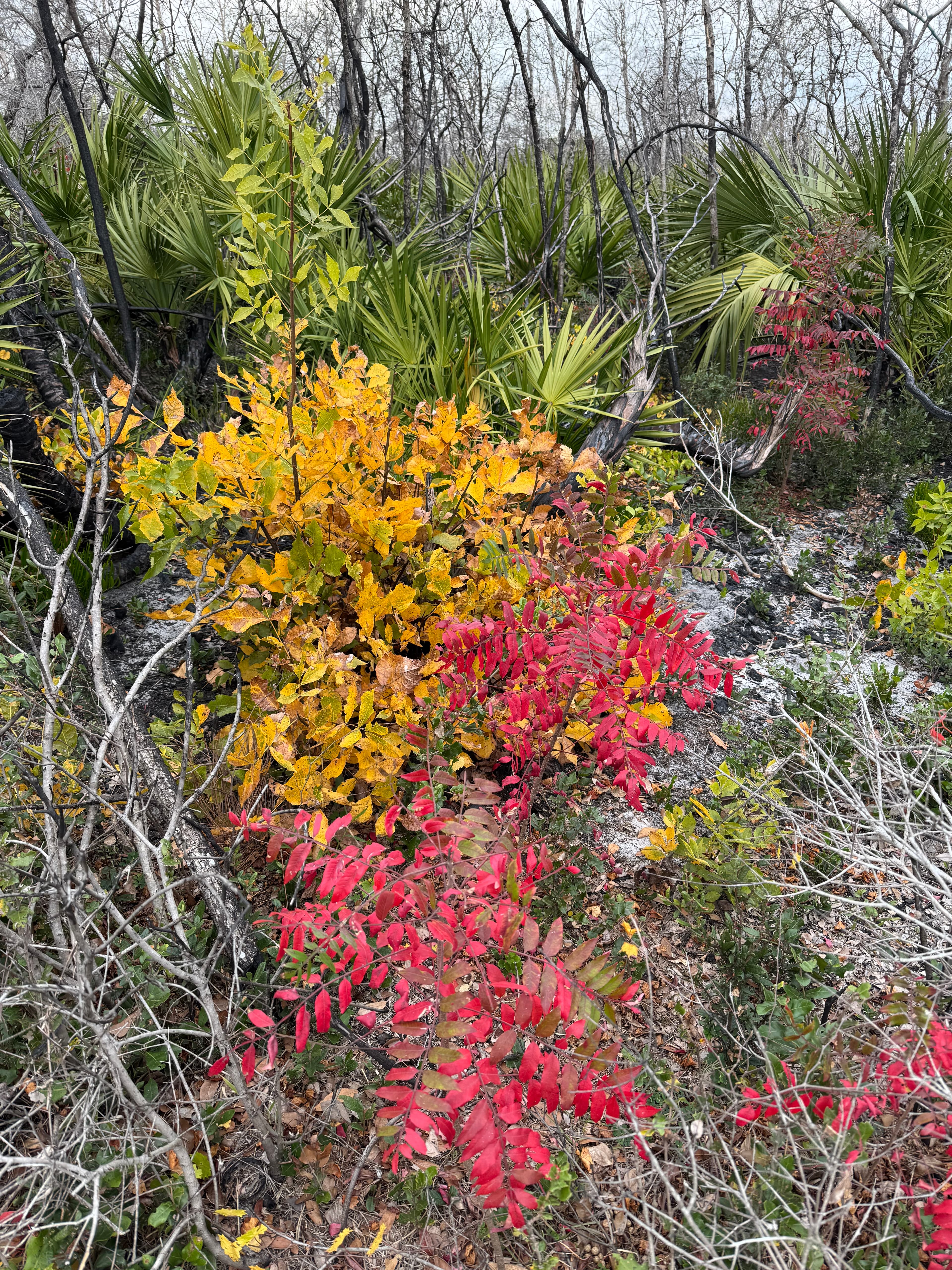 The brilliant yellow of Scrub Hickory and the red of Shining or Winged Sumac. 