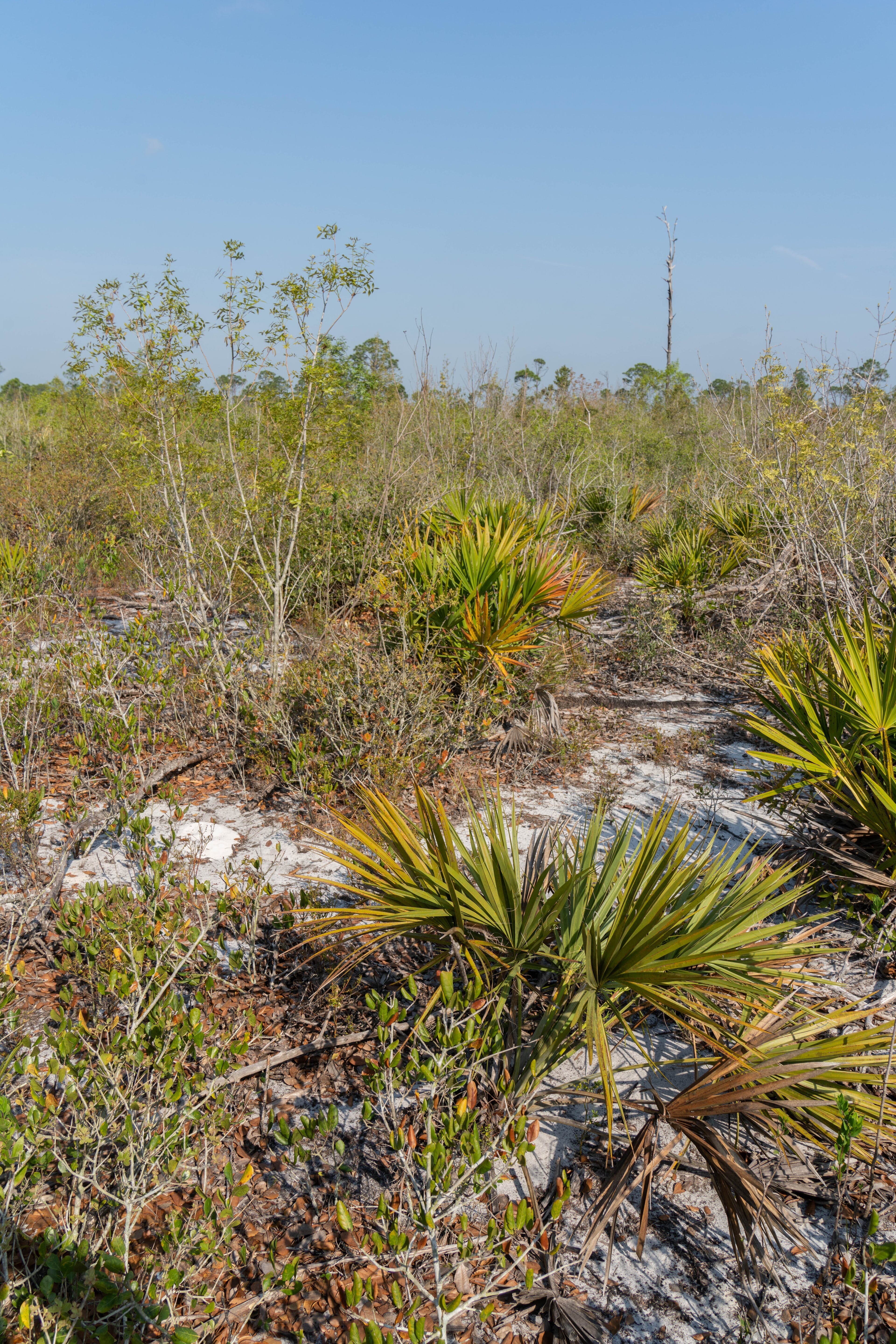 oak hickory scrub