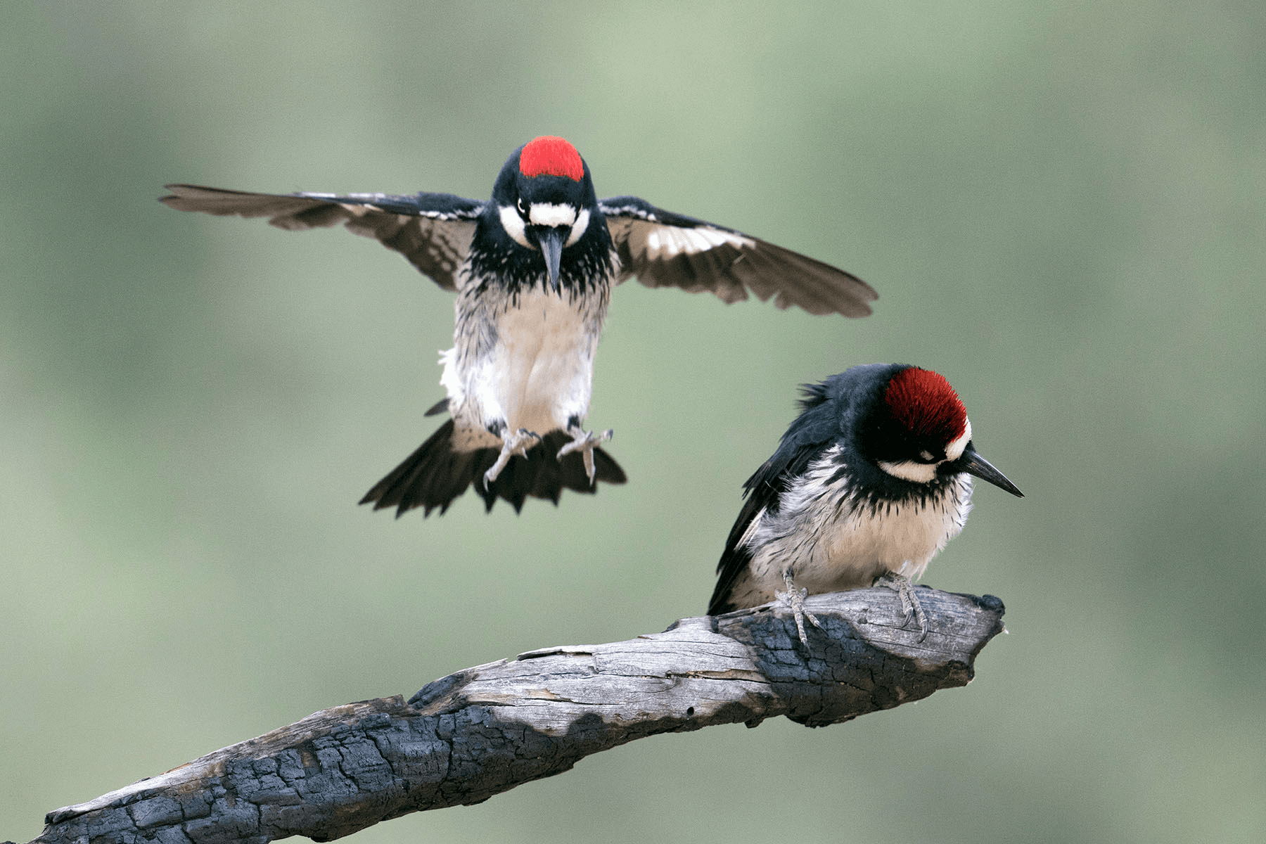 WOODPECKERS