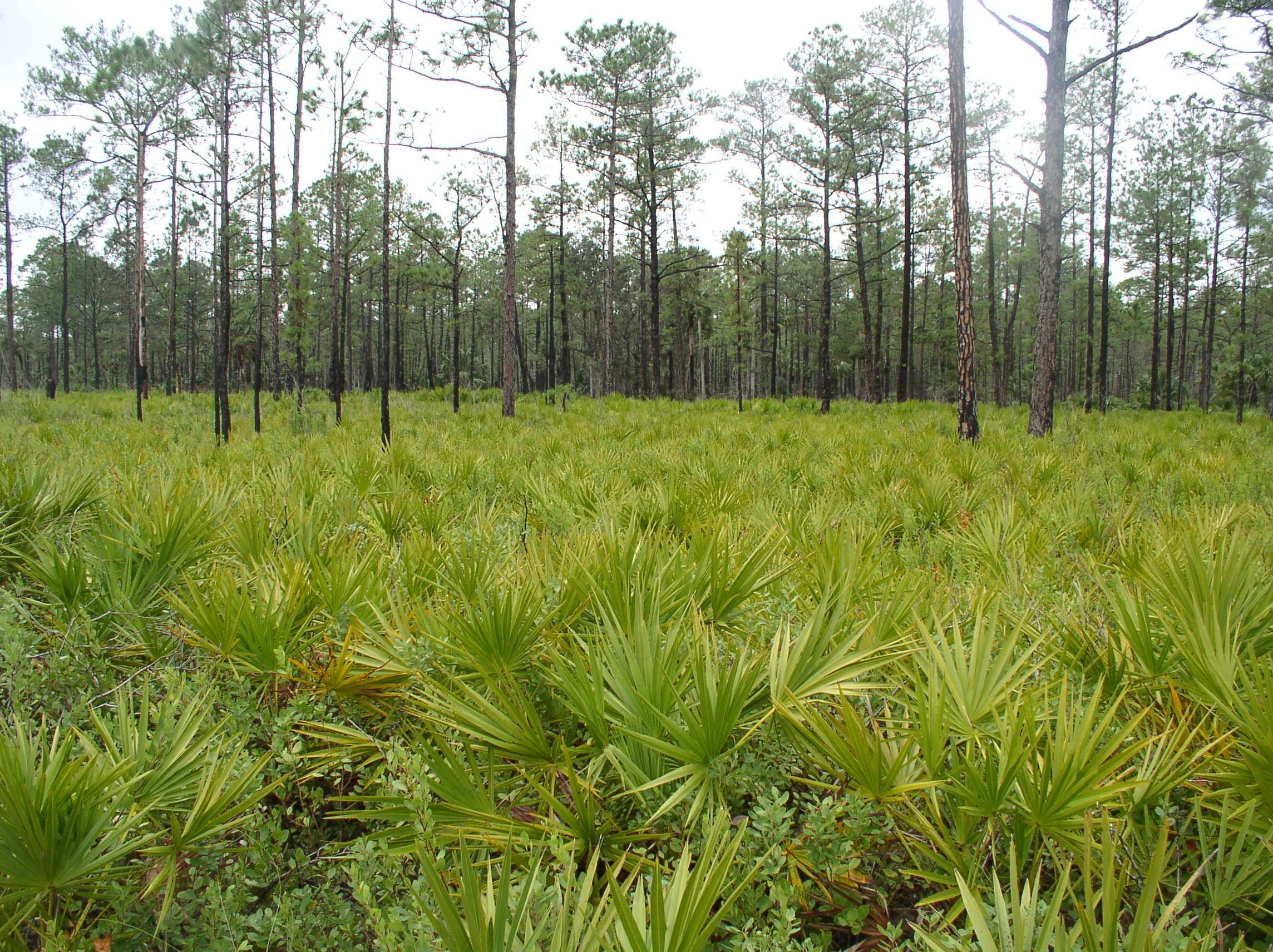 palmettos