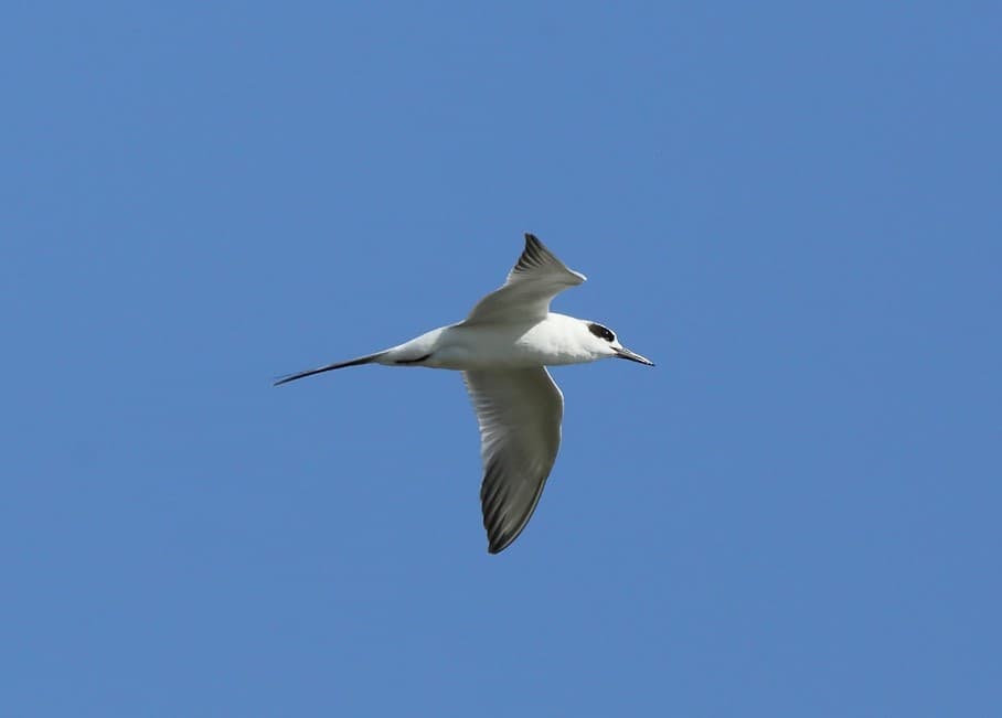 gull-billed tern by patrick blake week 283