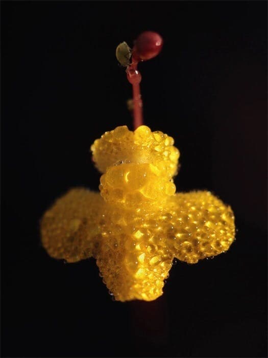 Zigzag Bladderwort (Utricularia subulata) flower