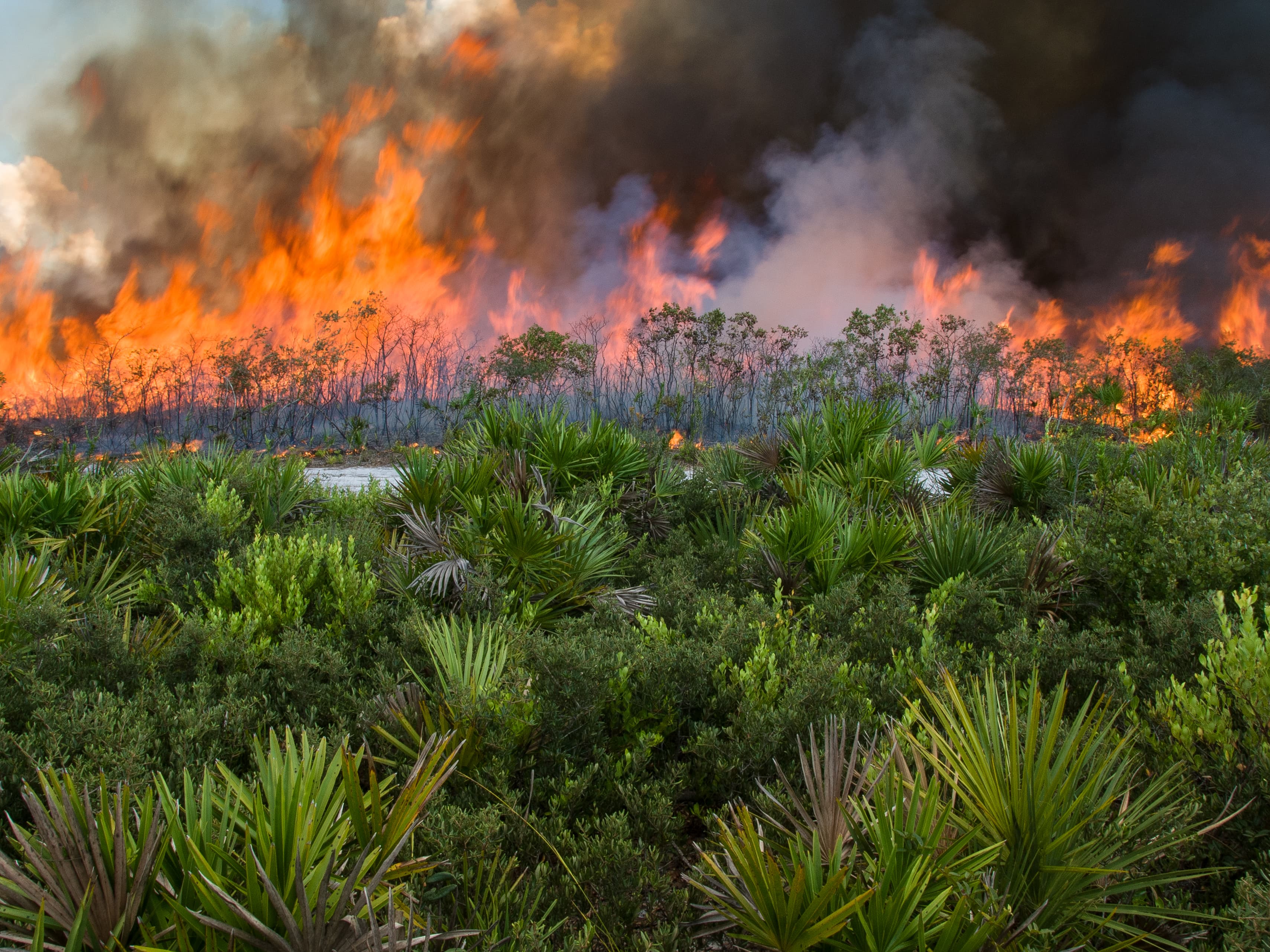 fire in scrub