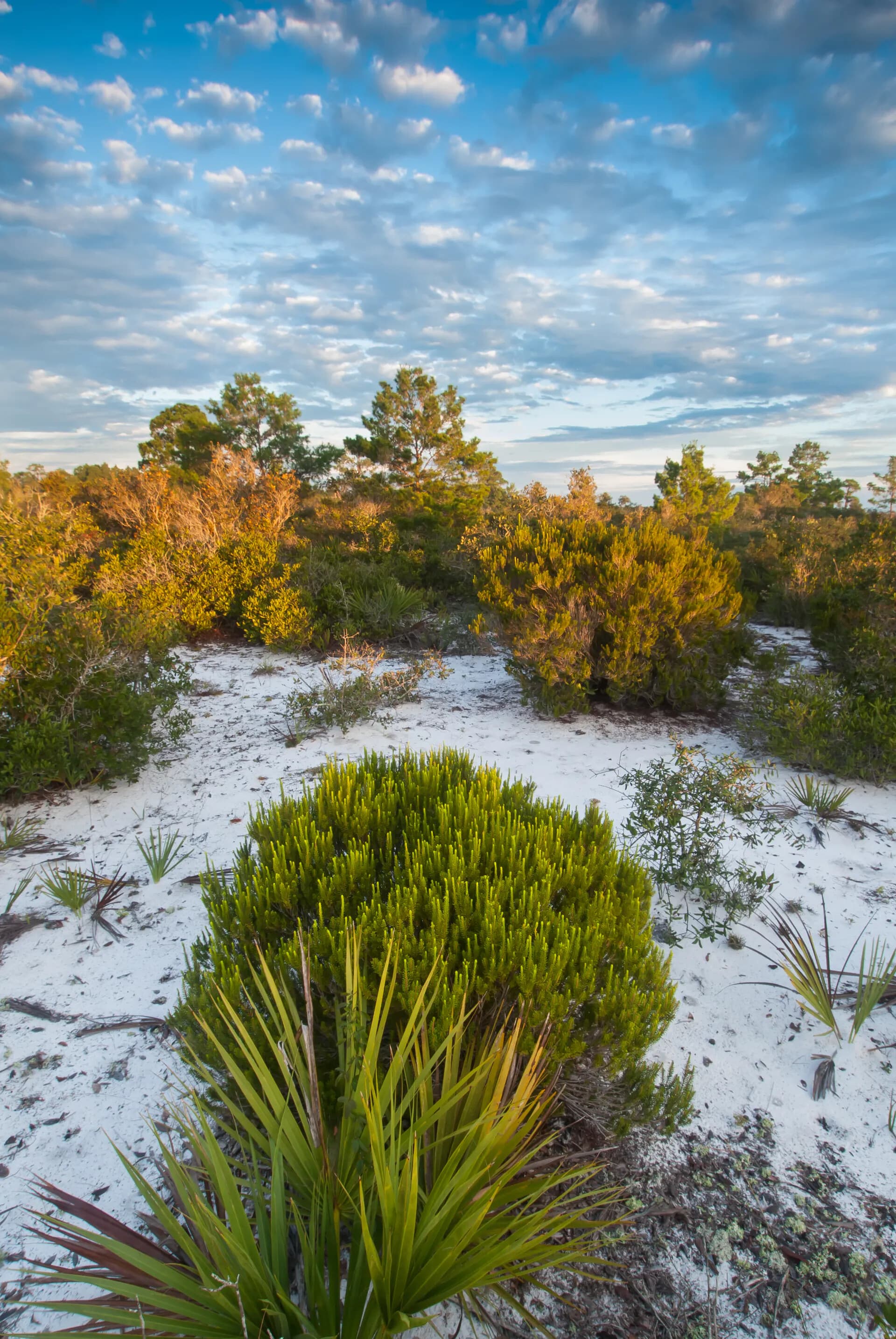 Rosemary Sunrise