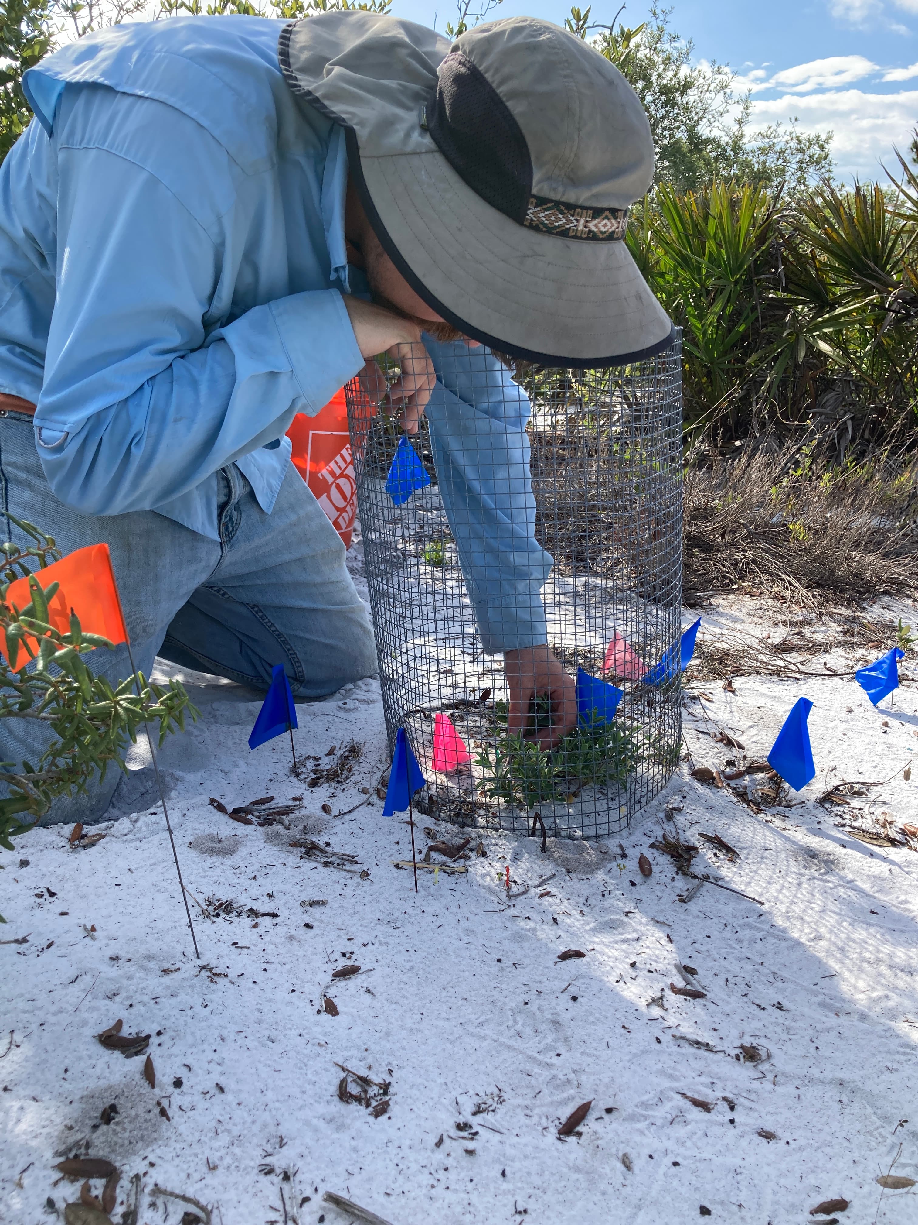 Saving the rarest of all the Lake Wales Ridge’s rare plants