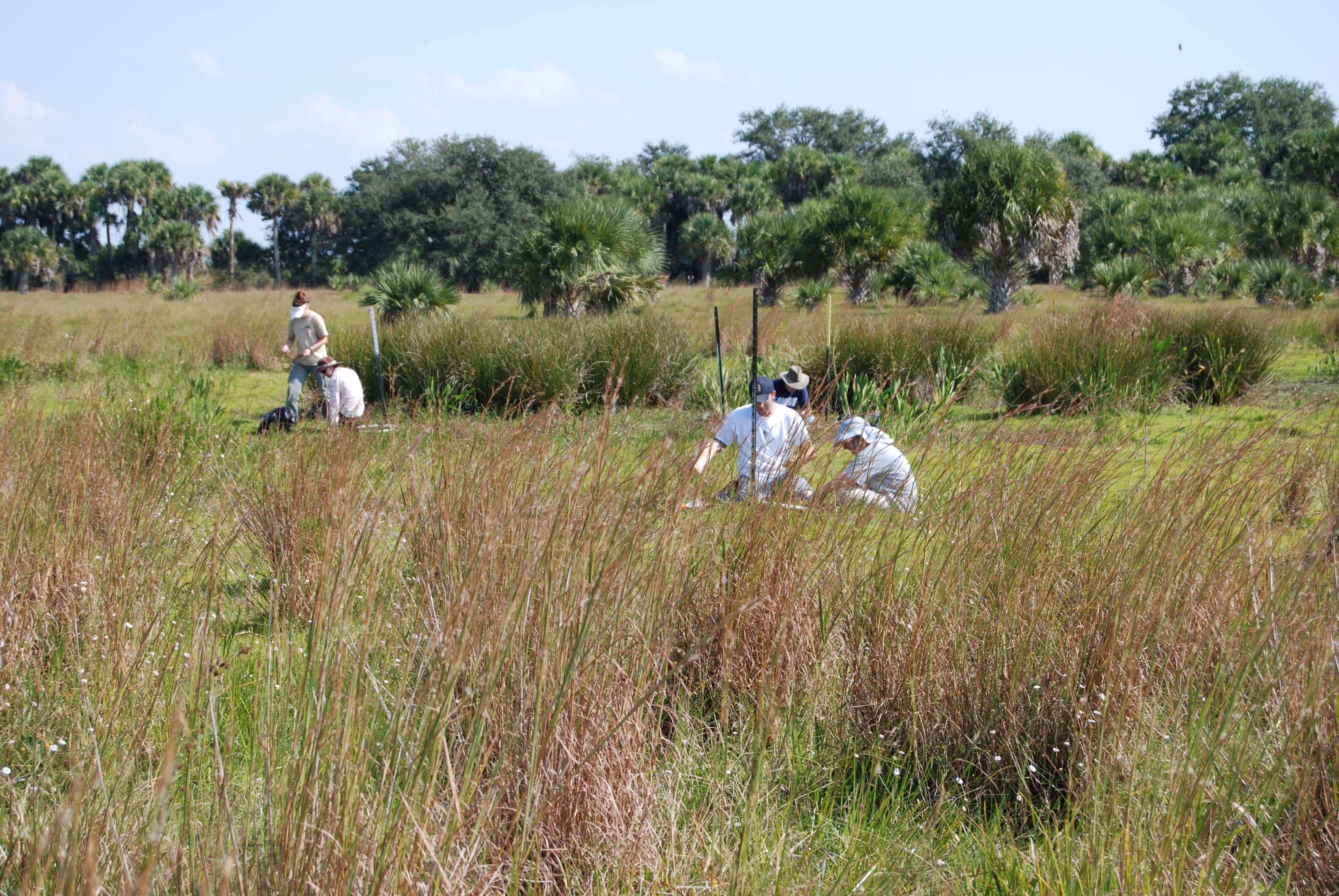 Ranch wetland experiment