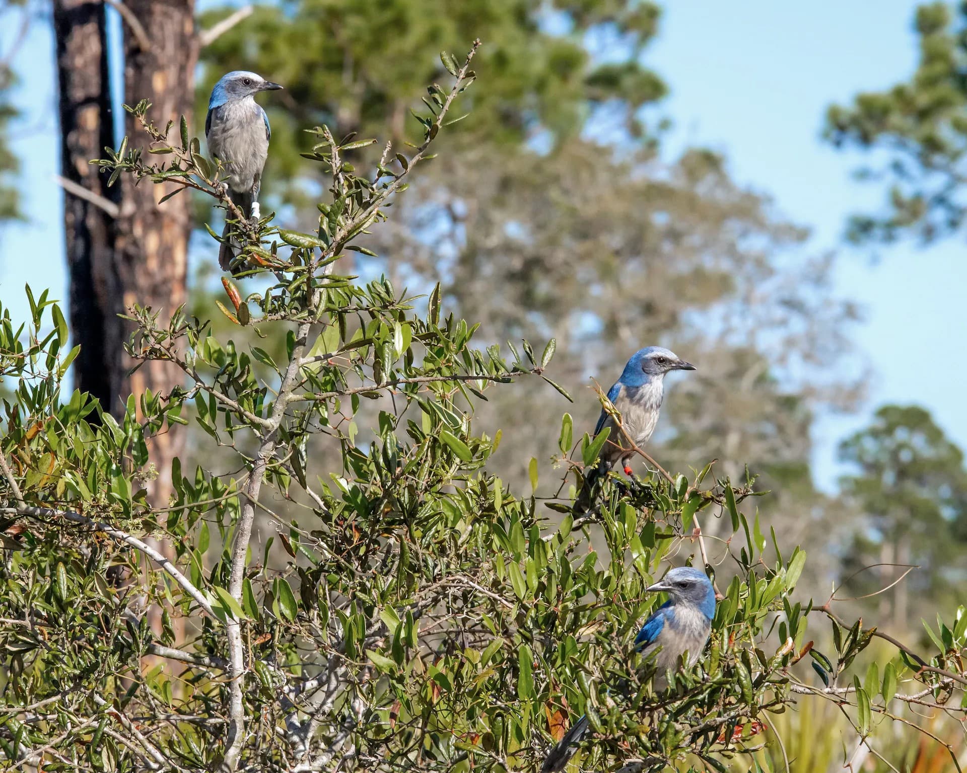 Florida Scrub-Jays perched in a Sand Live Oak.
