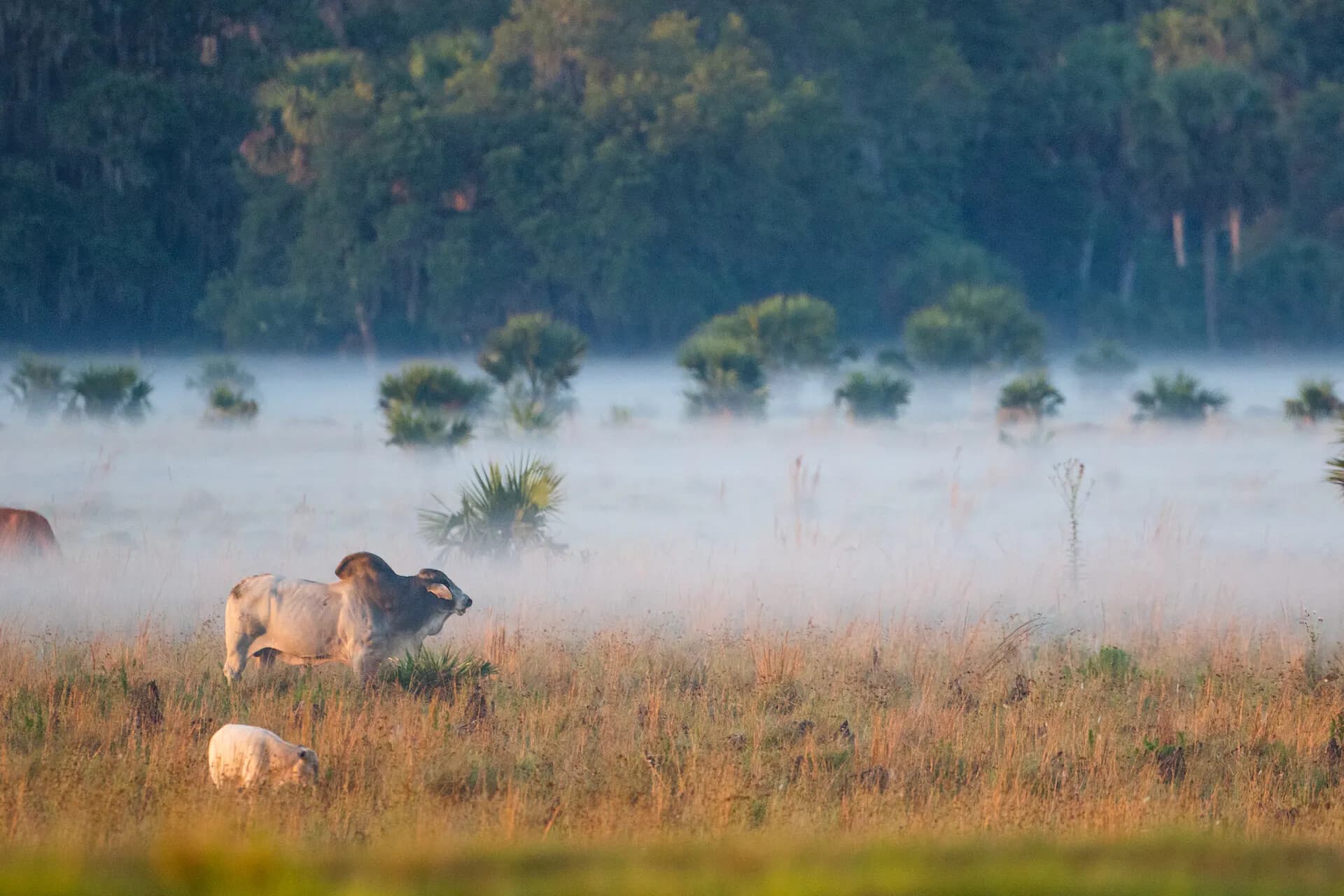 sustaining grasslands brahma cow buck island ranch HL
