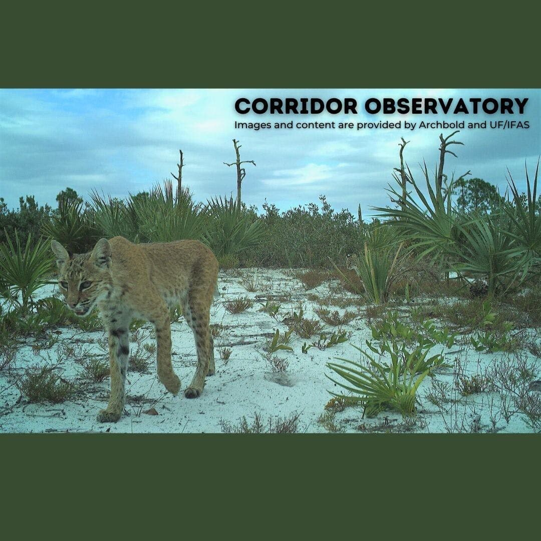 Bobcats are an important medium-sized carnivore and ecological actor in the Florida scrubs and ranchlands. 