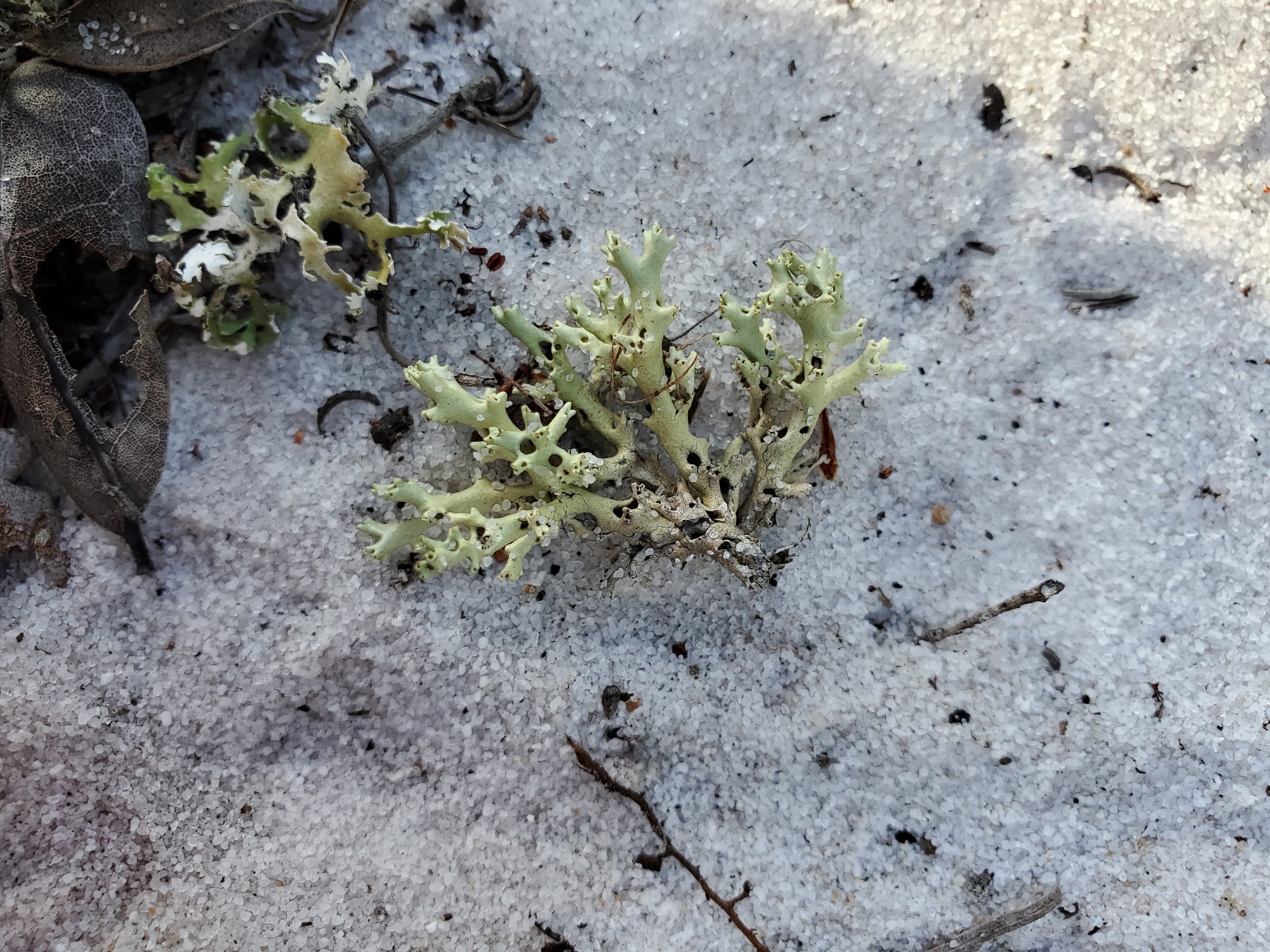 The holey grail of the scrub