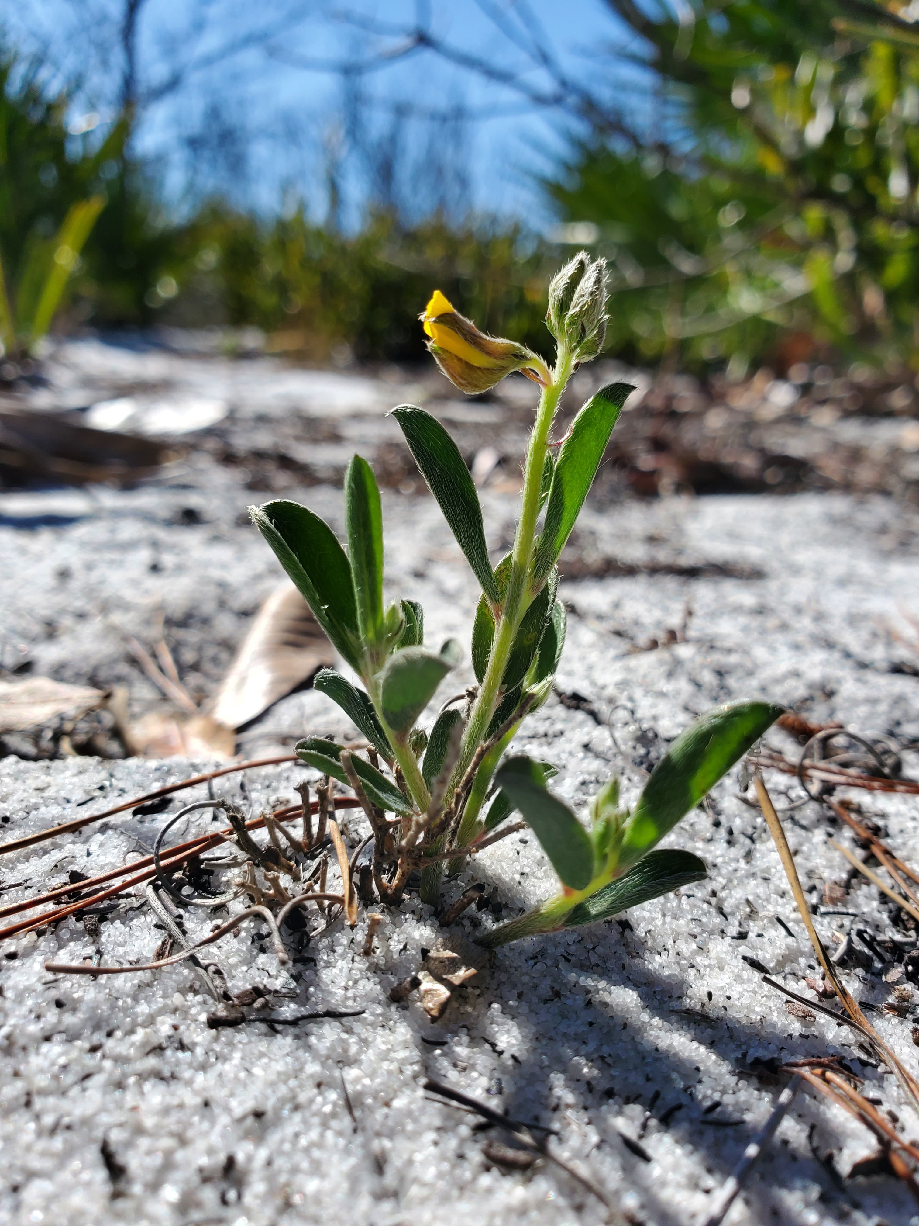 The race to save Avon Park Harebells