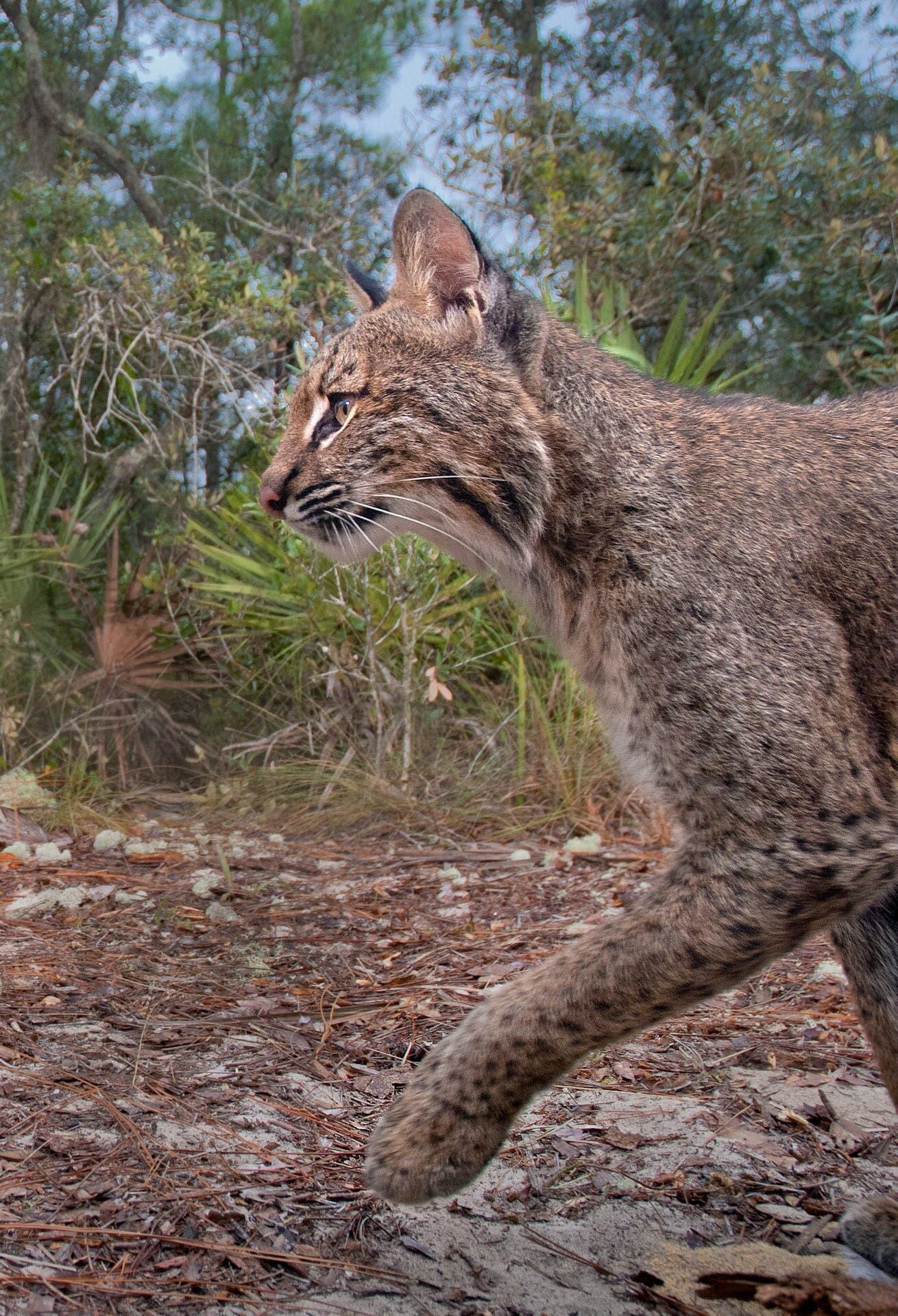 Bobcat