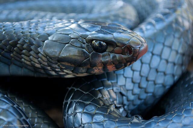 carlton ward indigo snake hero photo listed species page