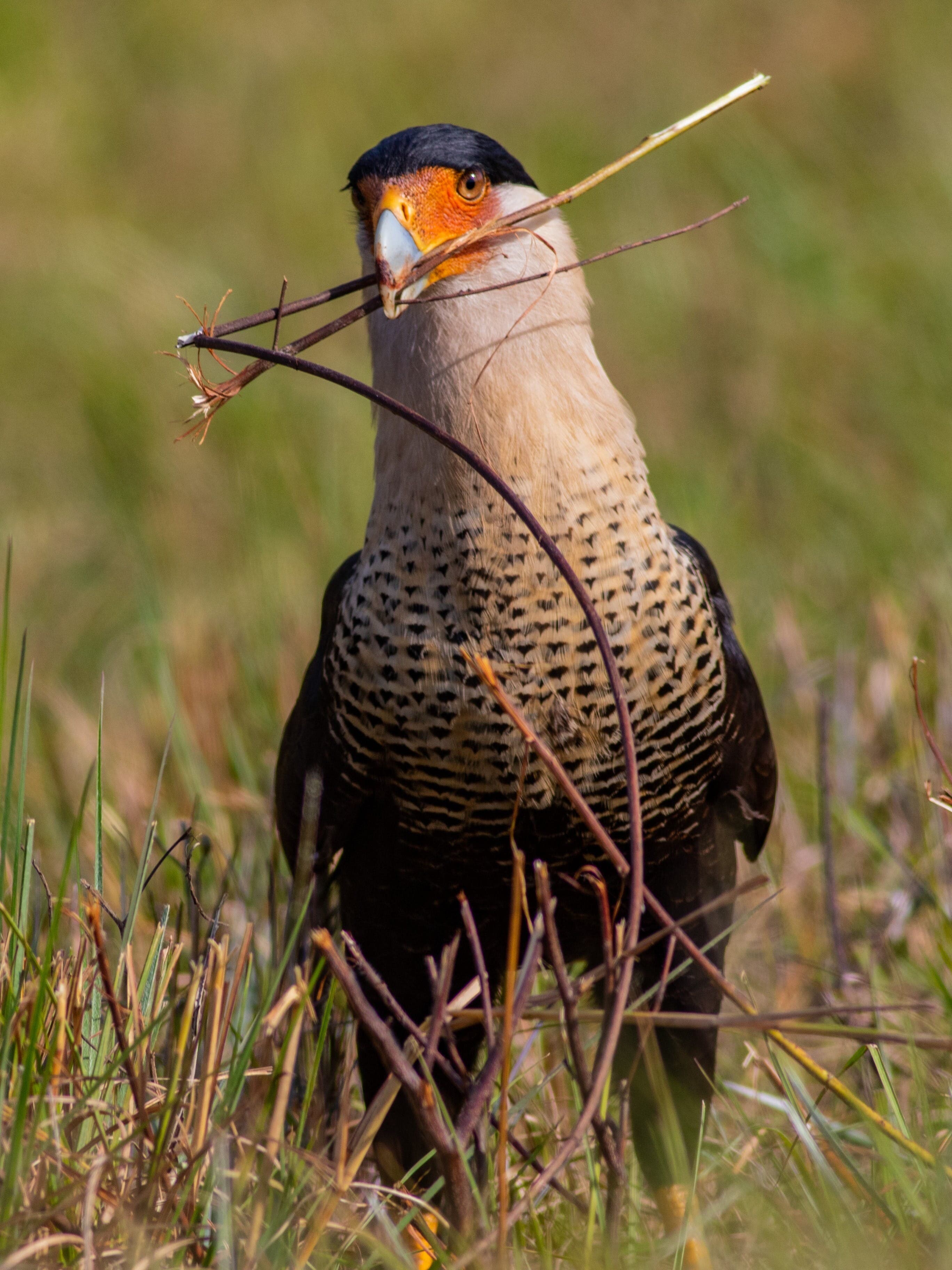 caracara twig cropped