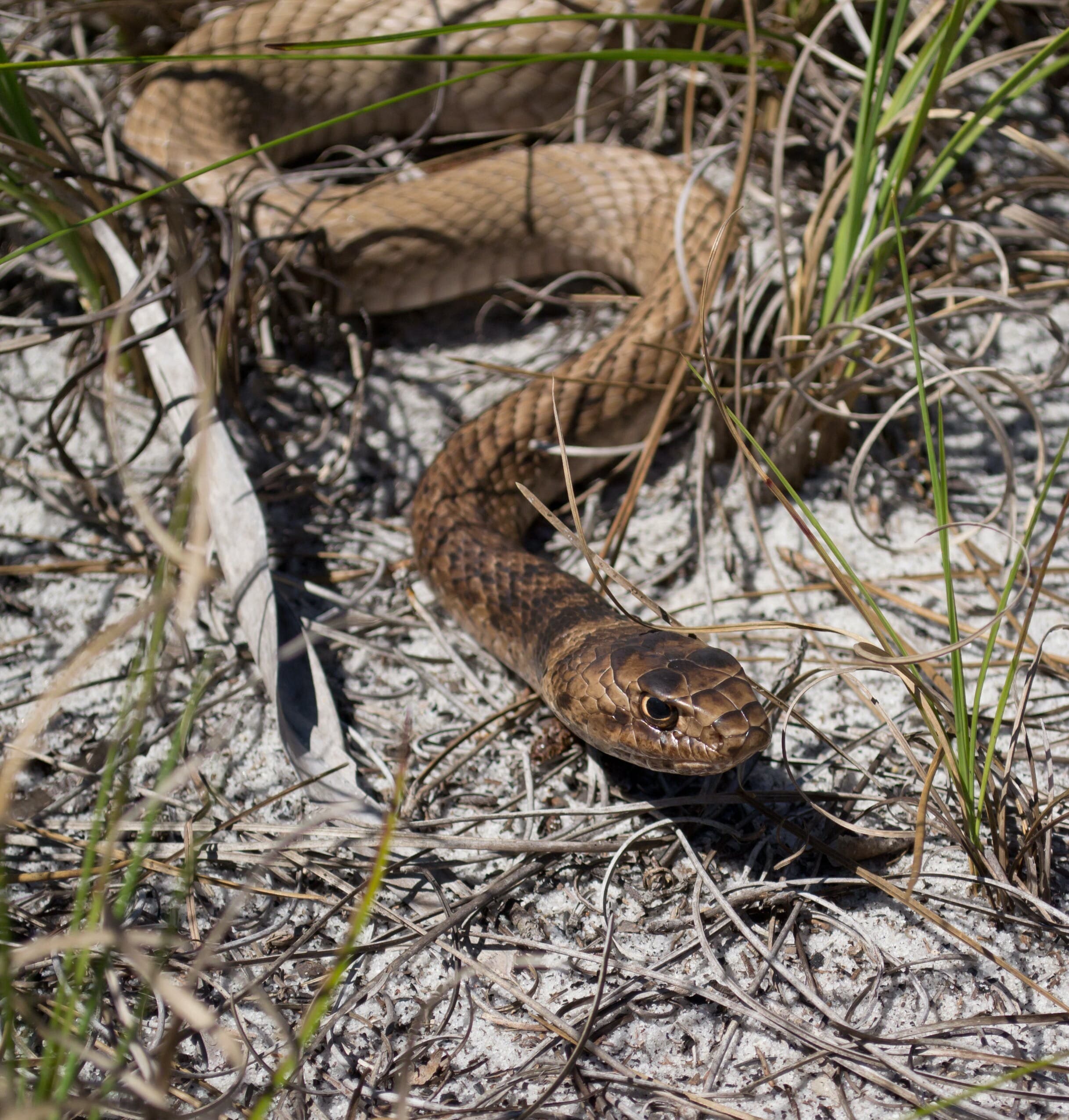 coachwhip