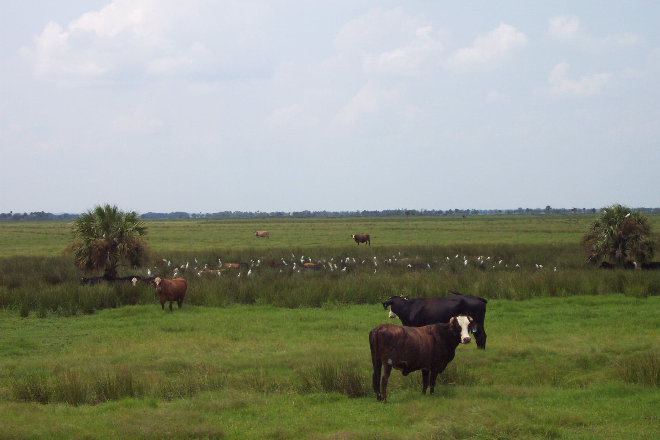 Ranch Wetland Experiment
