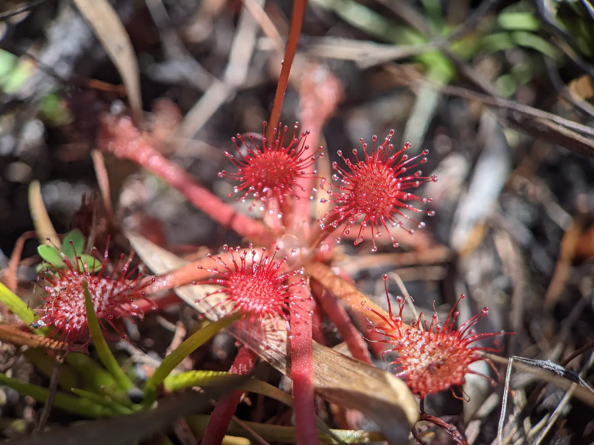 Pink Sundew (Drosera capillaris)